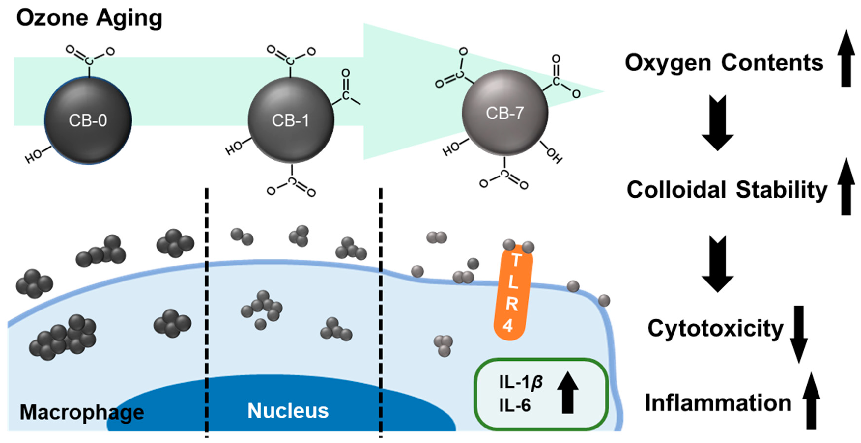 Antioxidants 11 00754 g007
