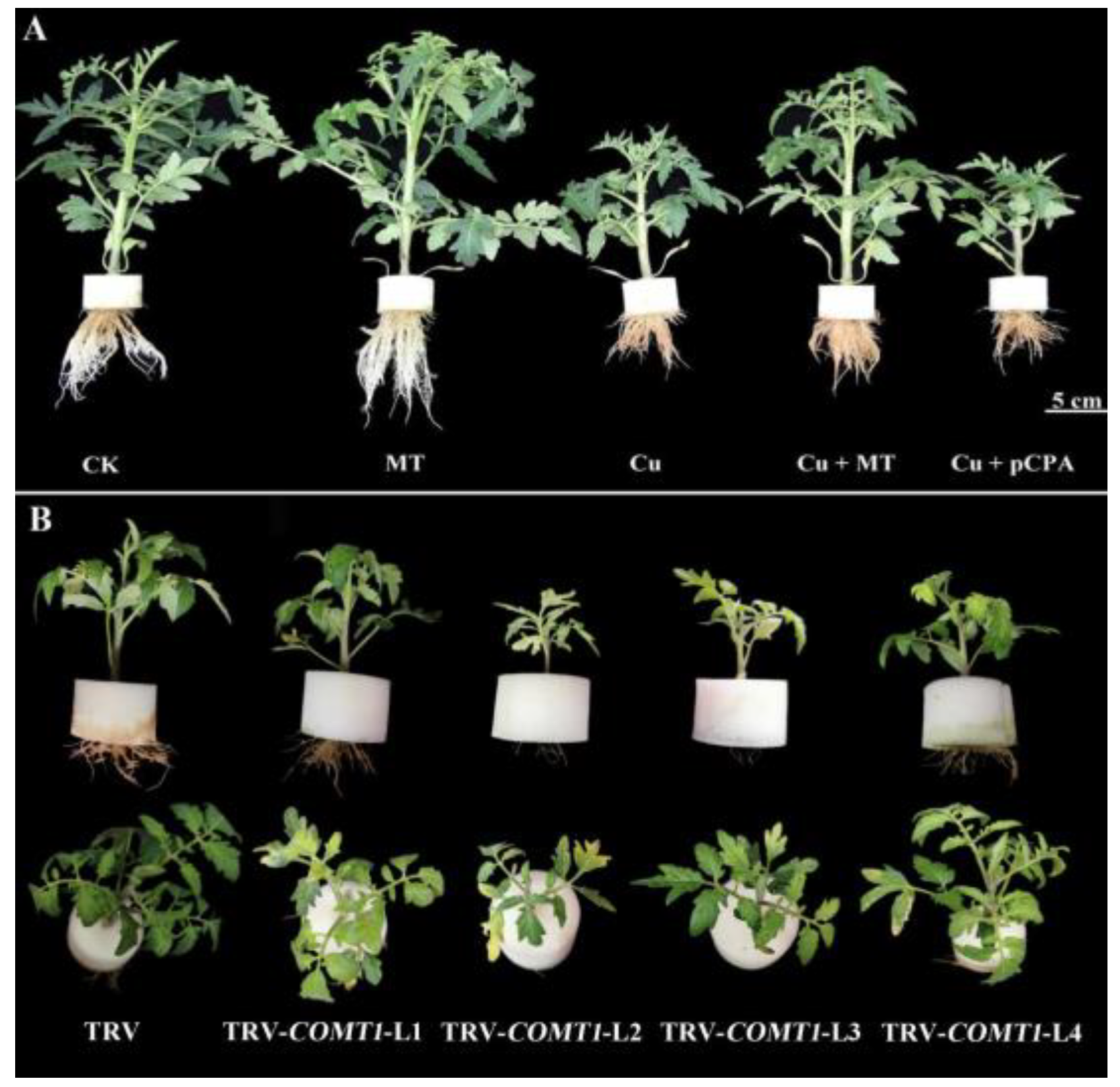 Antioxidants 11 00758 g001