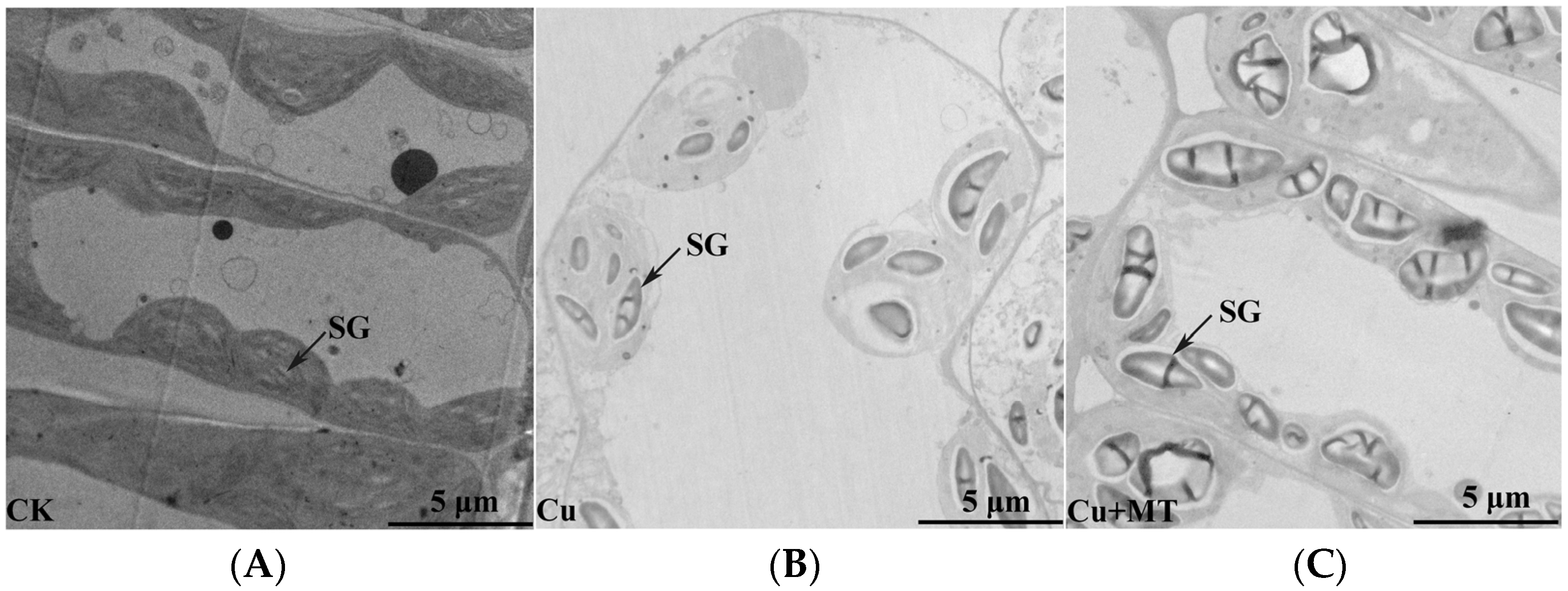 Antioxidants 11 00758 g002