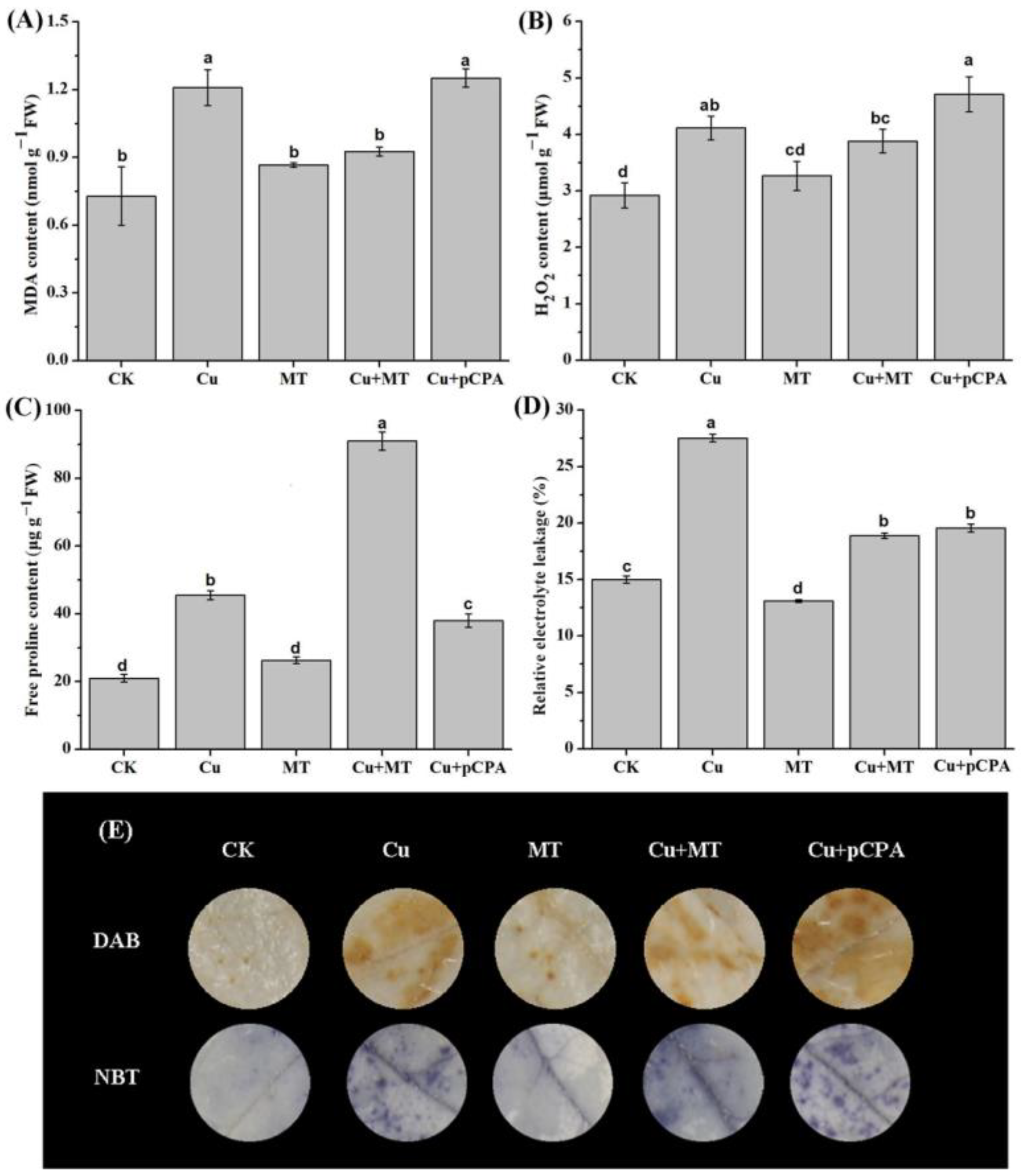 Antioxidants 11 00758 g004
