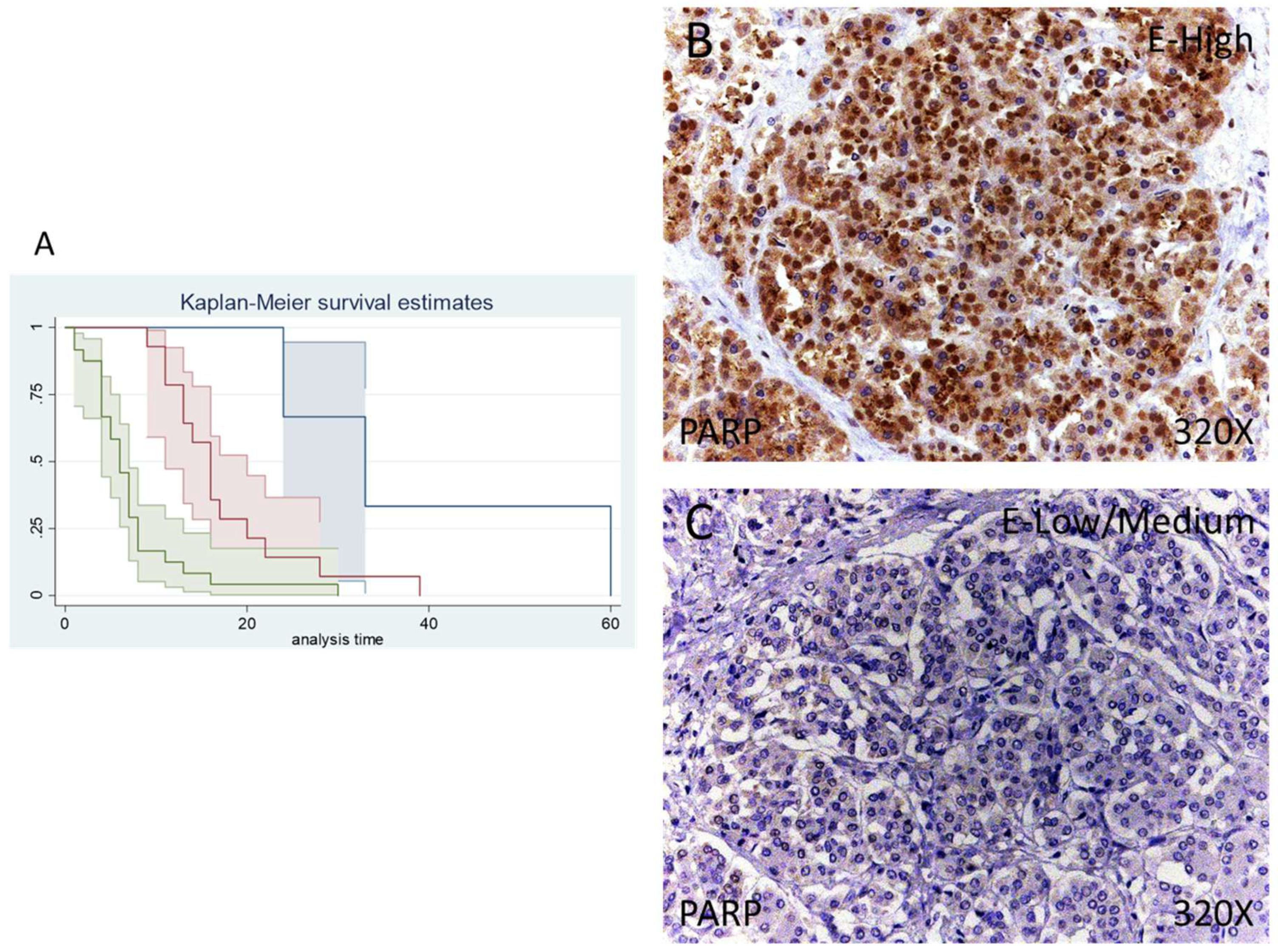 Antioxidants 11 00759 g001