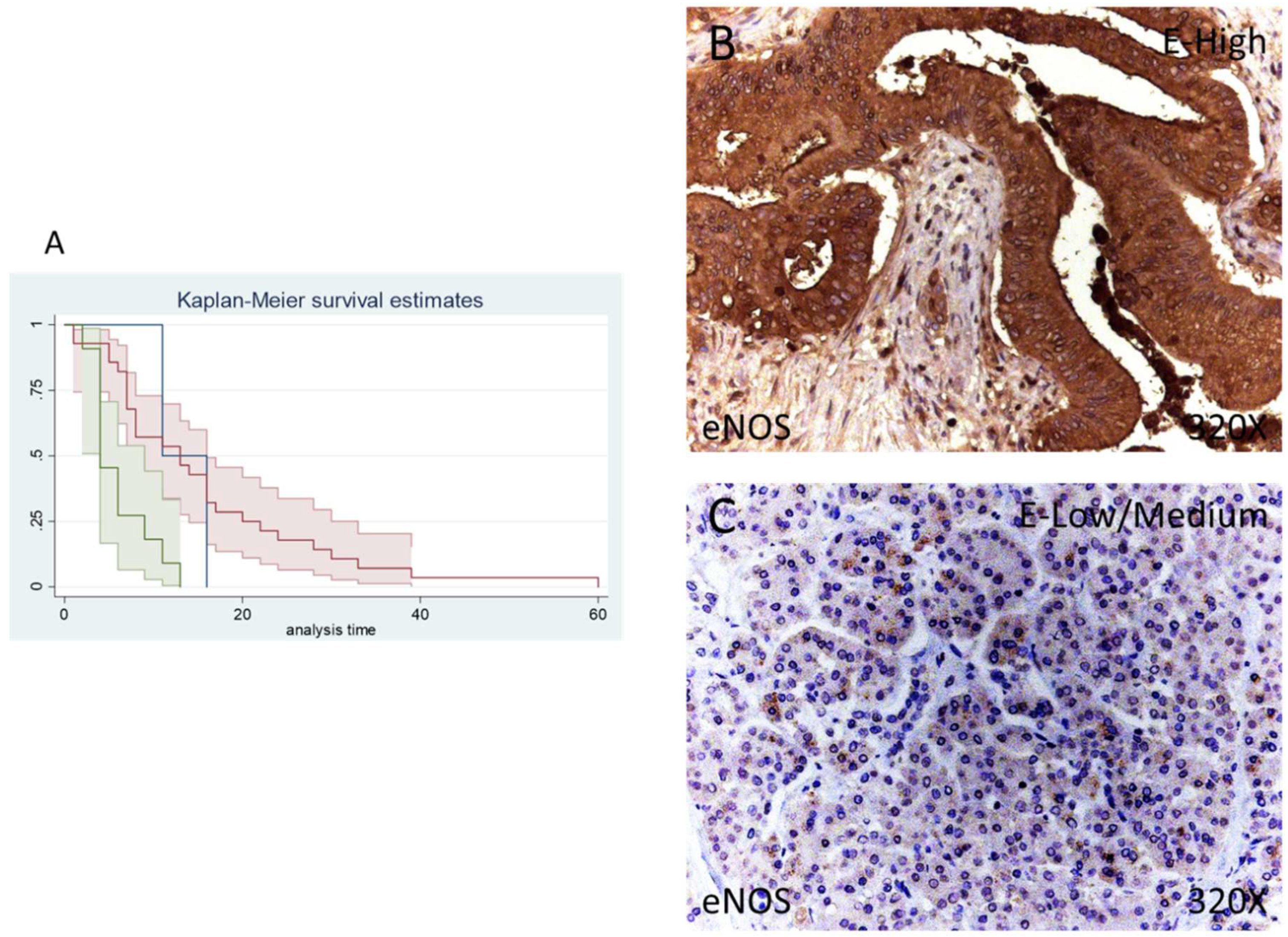Antioxidants 11 00759 g004