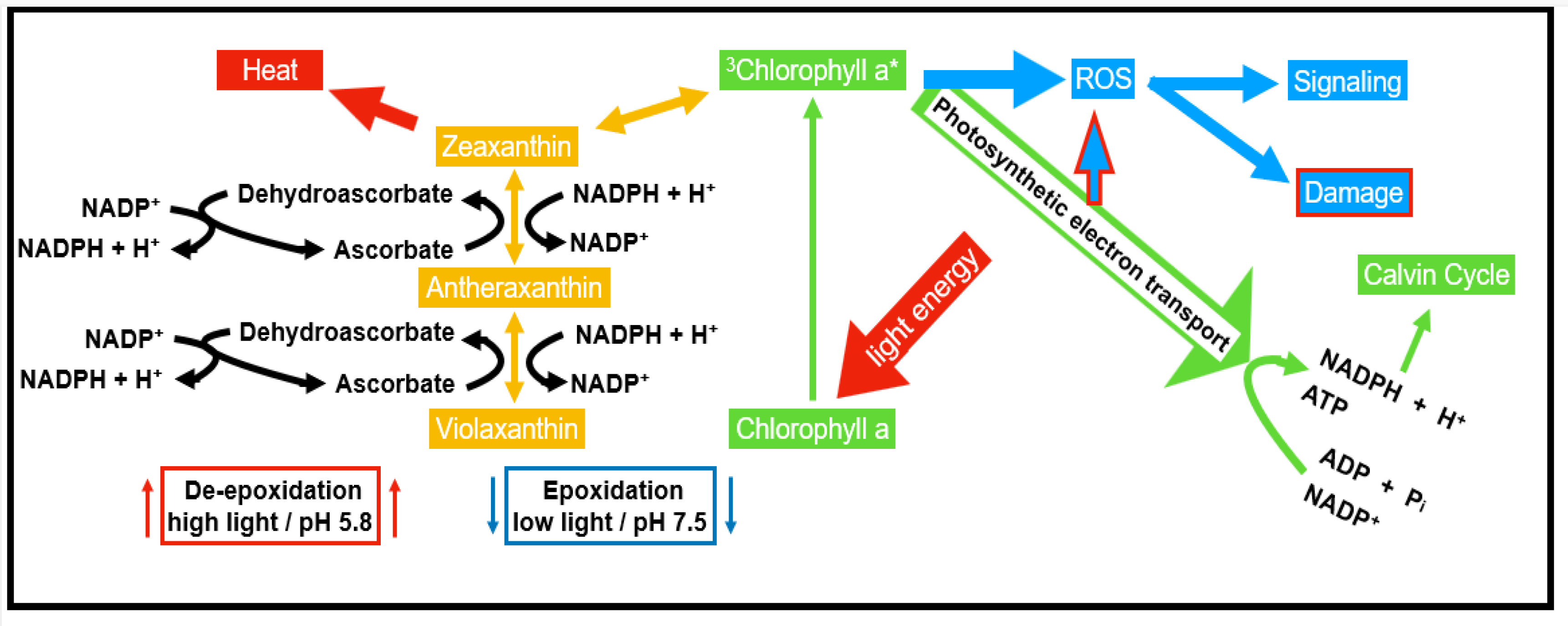 Antioxidants 11 00761 g002 Antioxidants 11 00761 g002