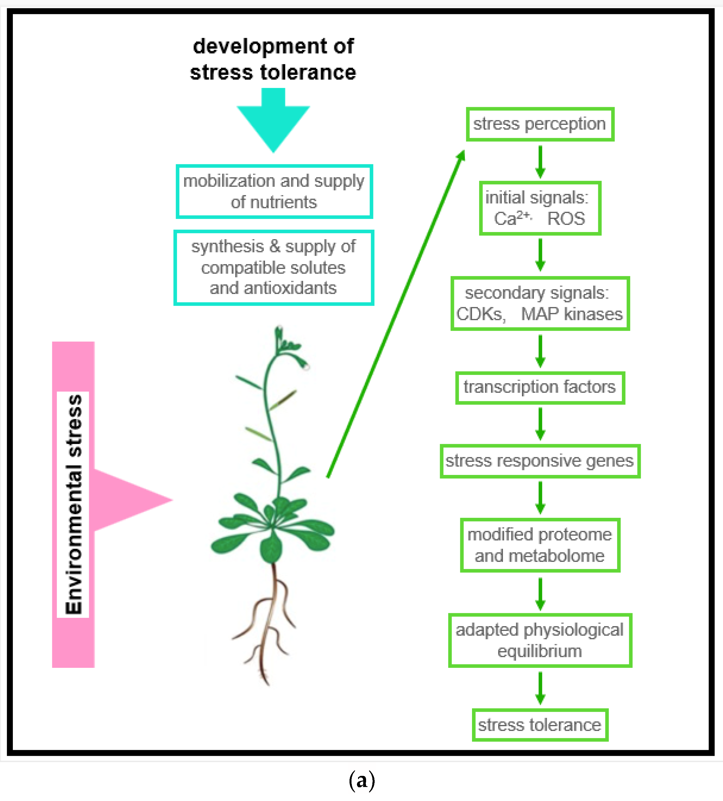 Antioxidants 11 00761 g006a Antioxidants 11 00761 g006a