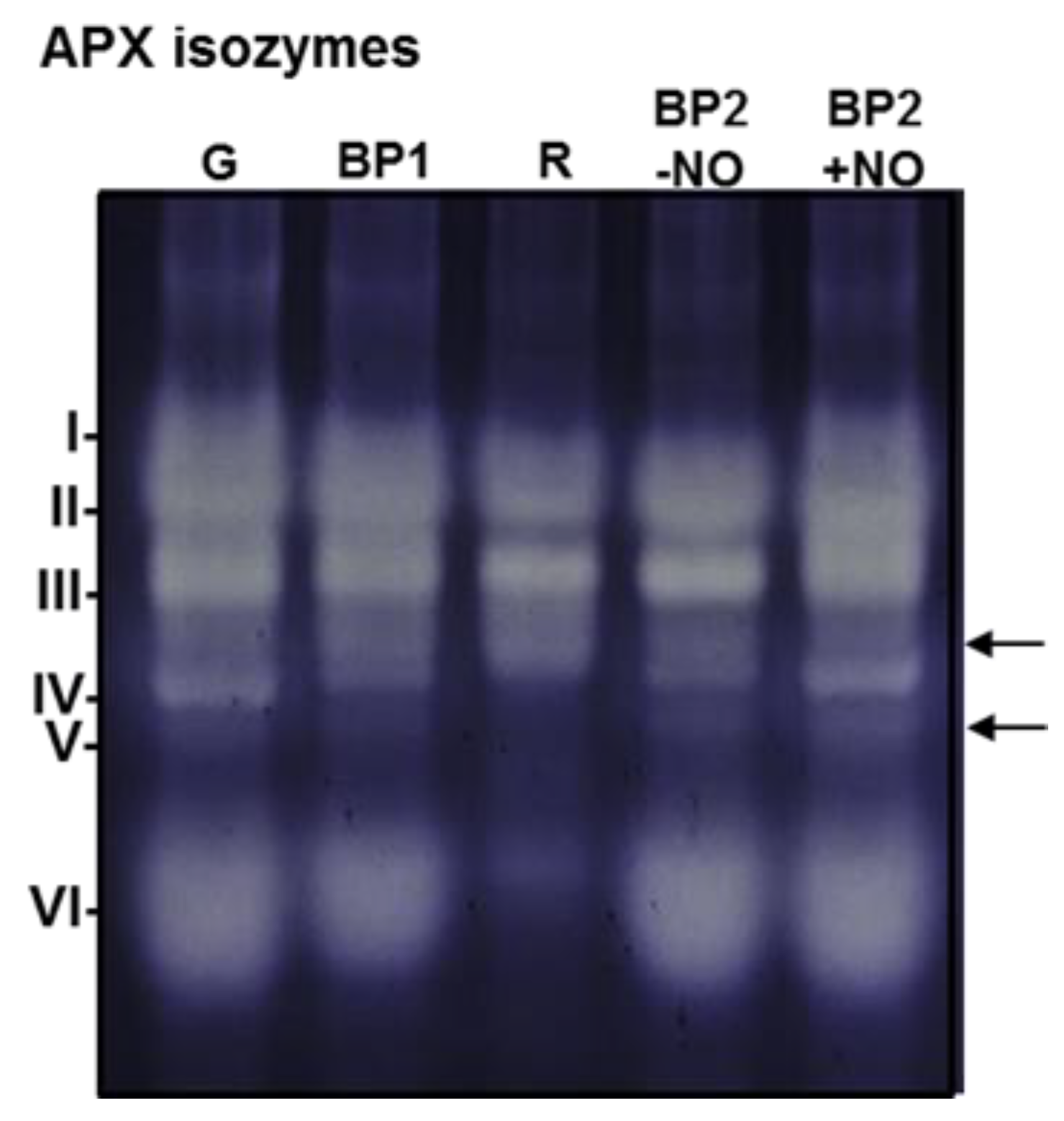 Antioxidants 11 00765 g005