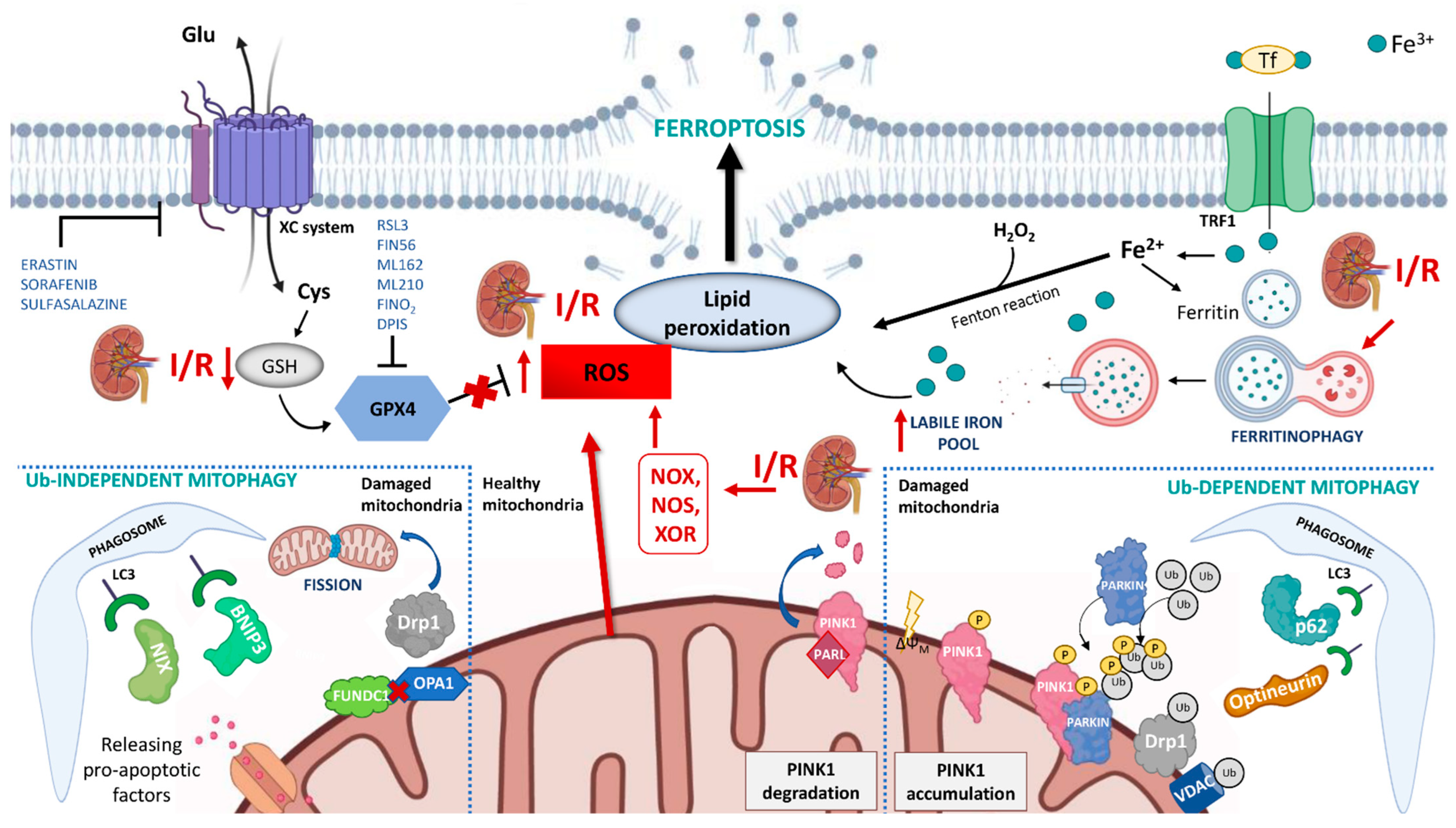 Antioxidants 11 00769 g001