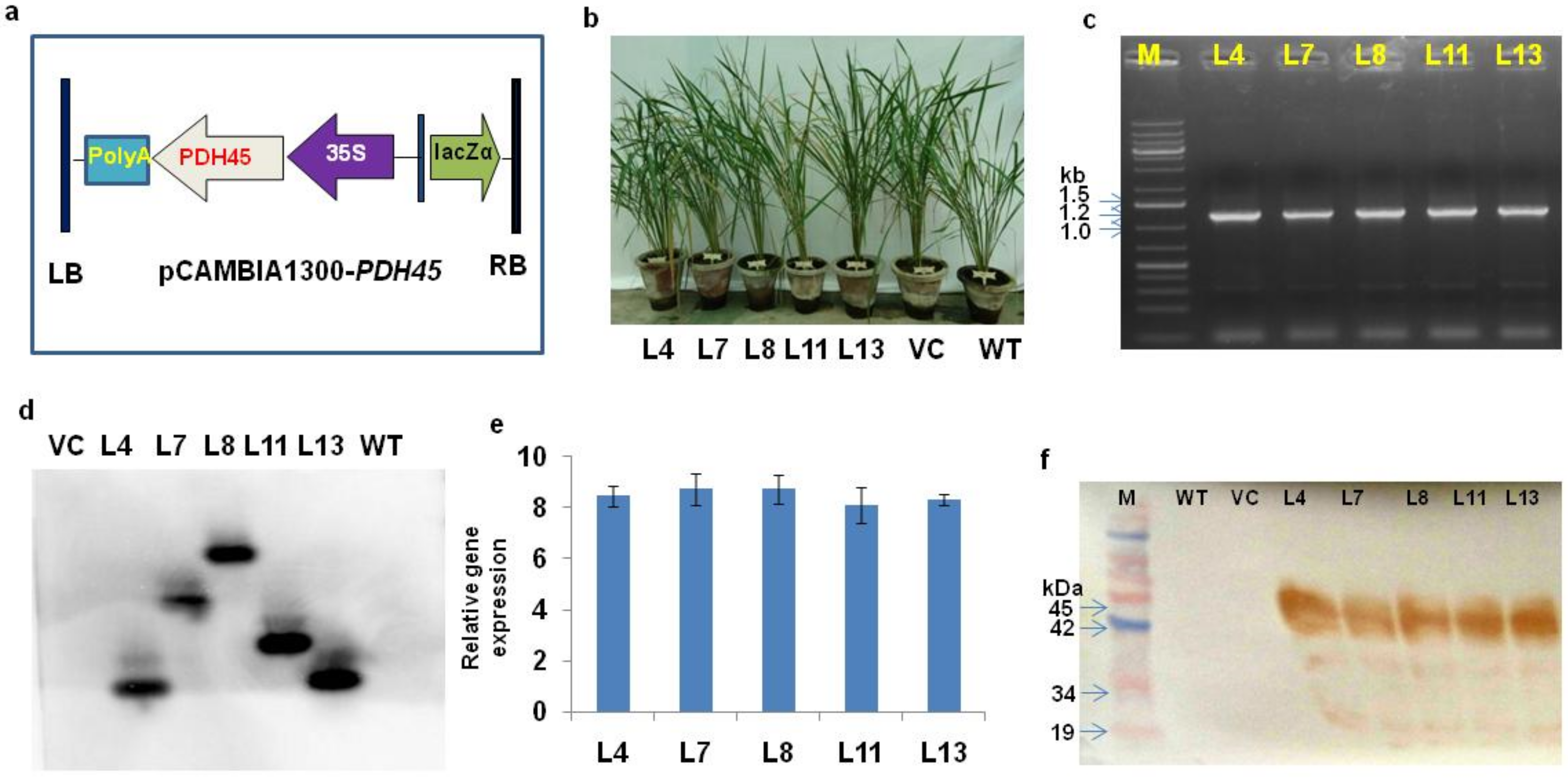 Antioxidants 11 00770 g001
