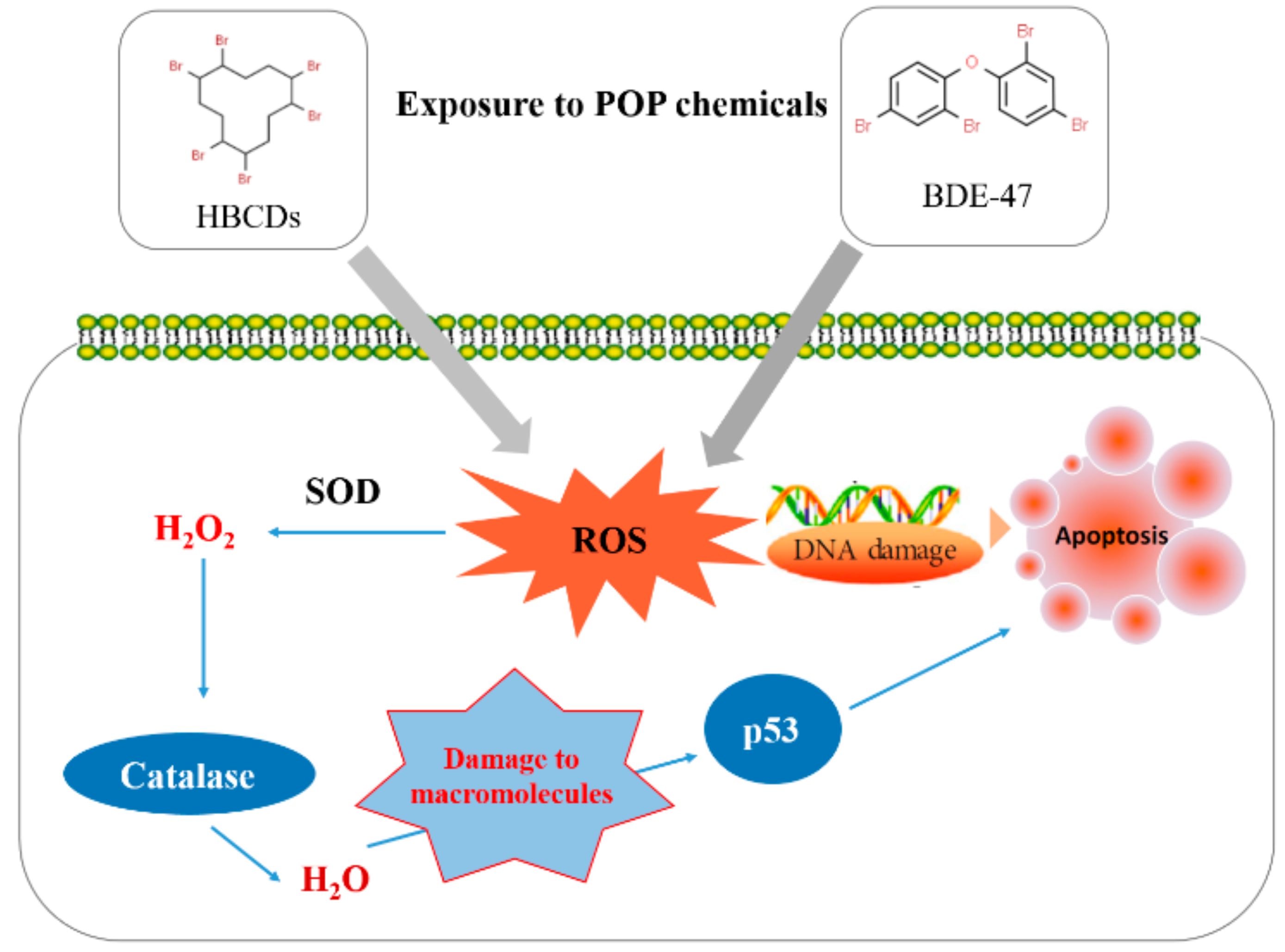 Antioxidants 11 00771 g005