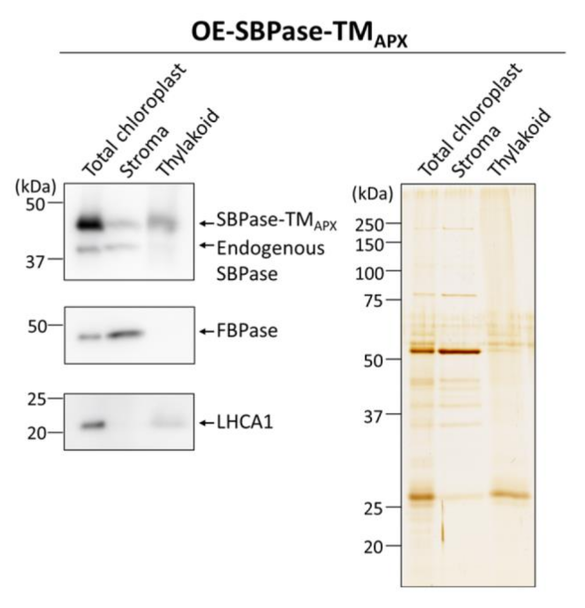 Antioxidants 11 00773 g003