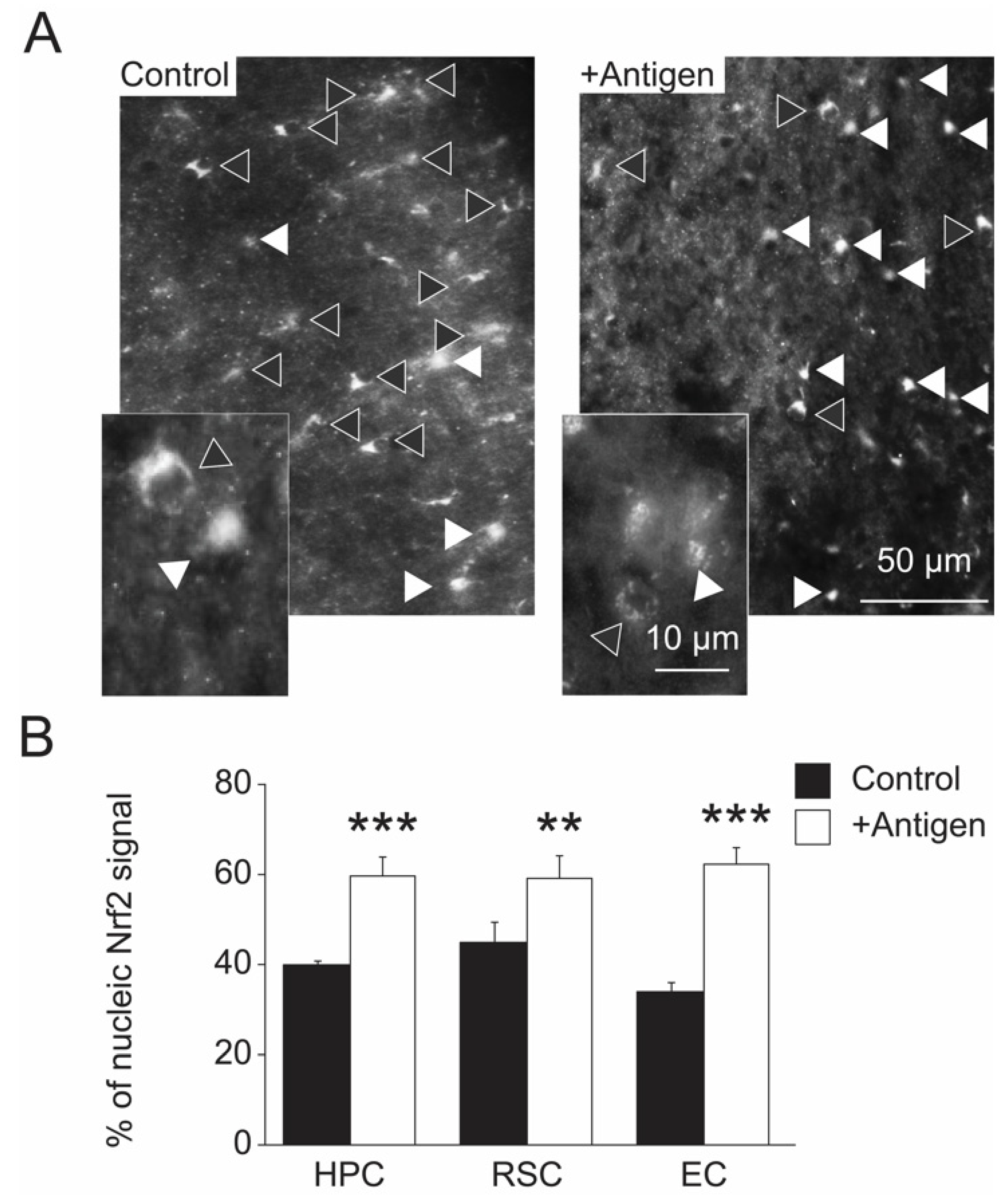 Antioxidants 11 00775 g007