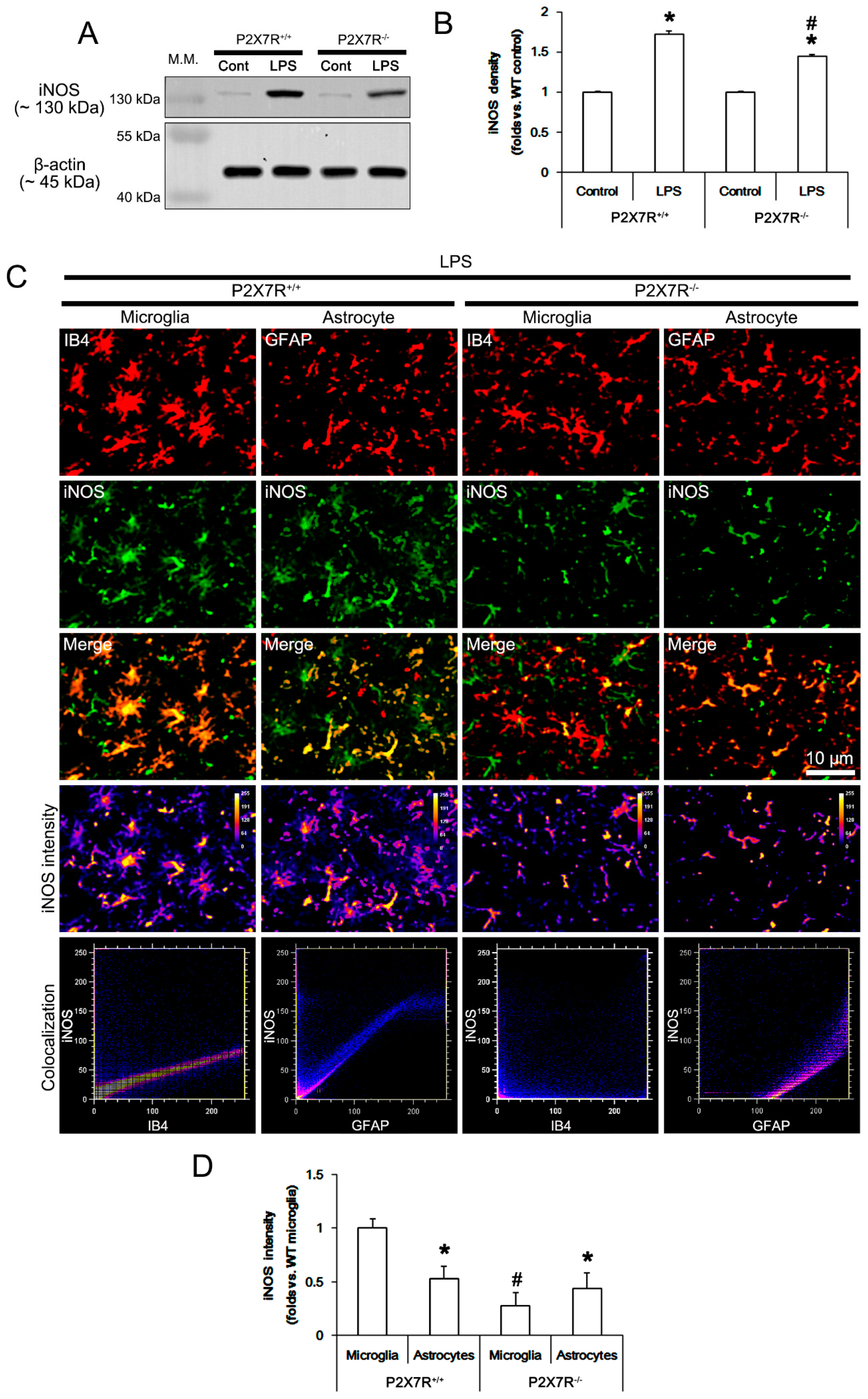 Antioxidants 11 00778 g002