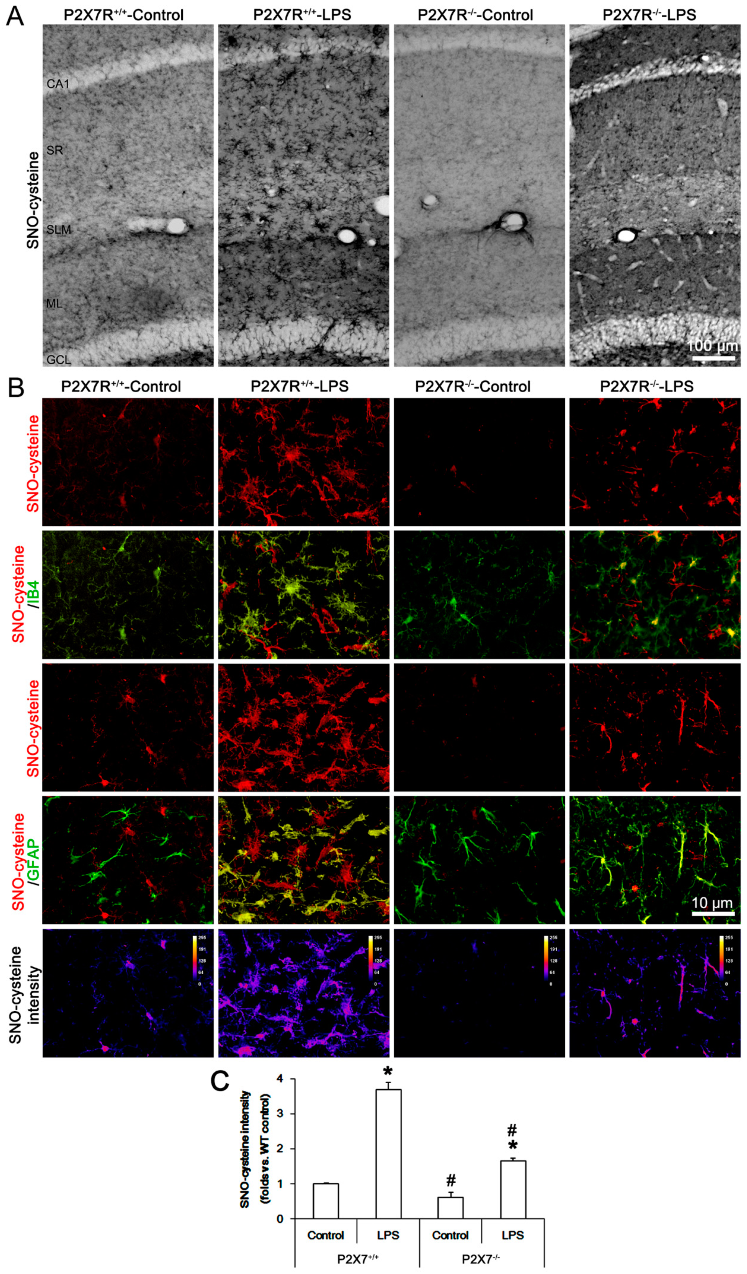 Antioxidants 11 00778 g003
