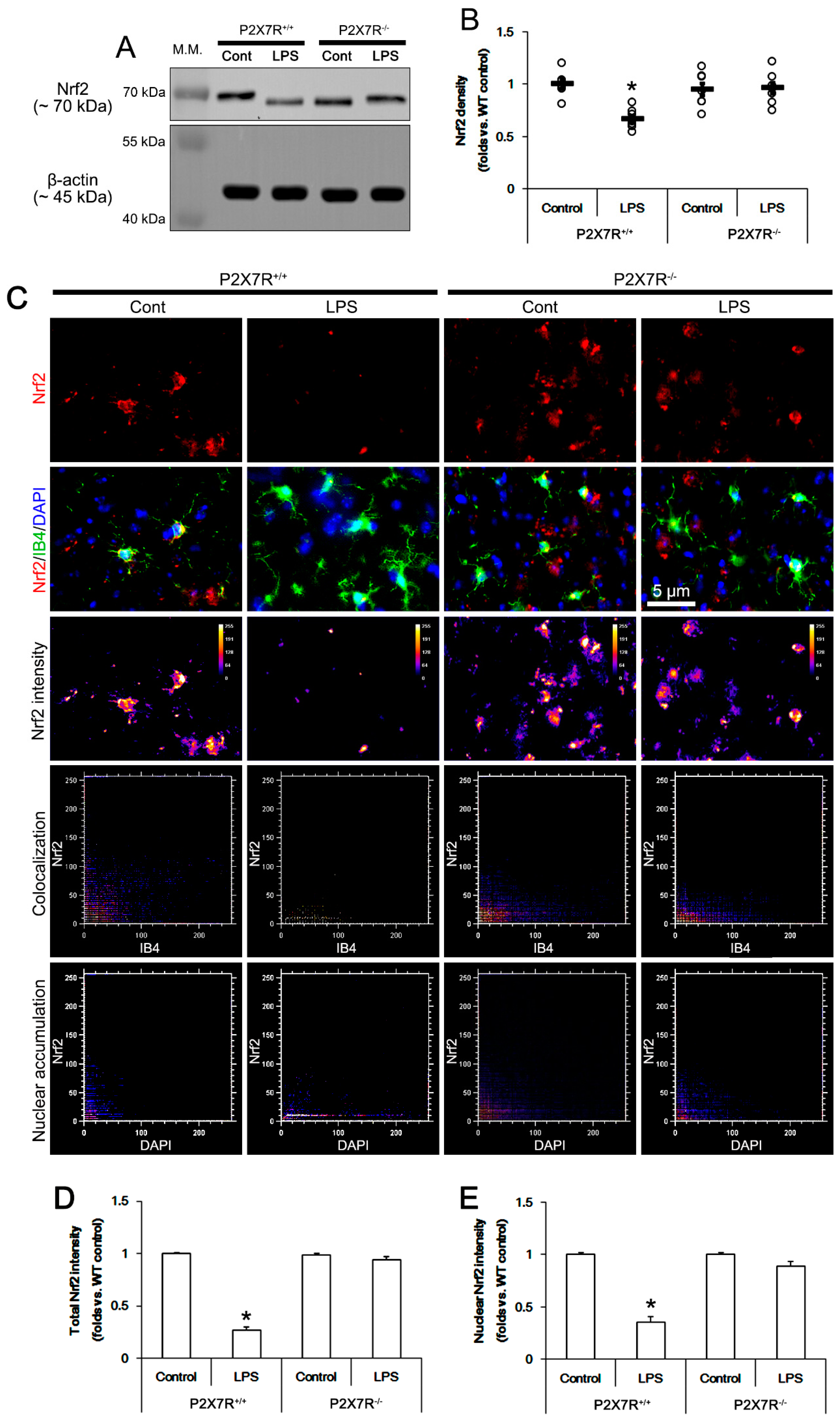 Antioxidants 11 00778 g004