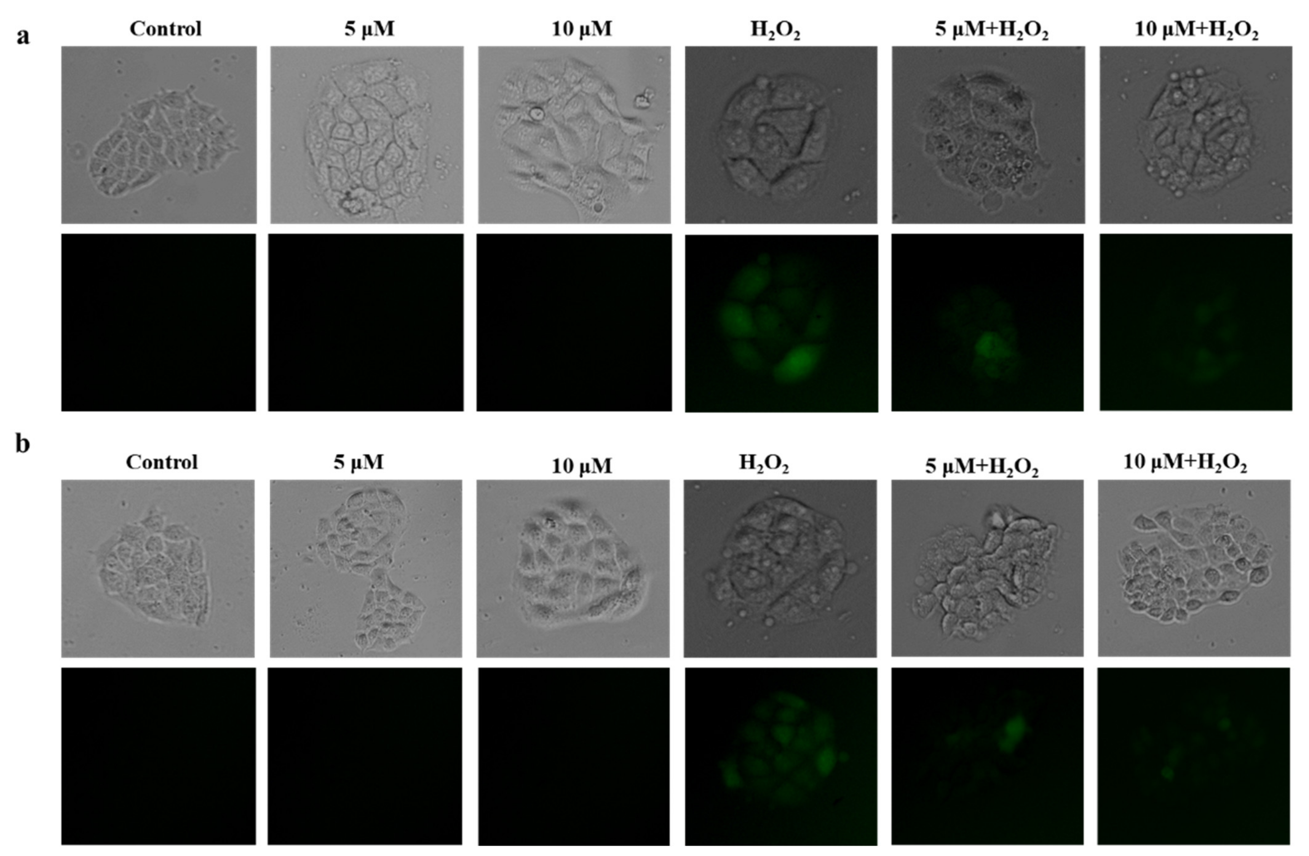 Antioxidants 11 00786 g004