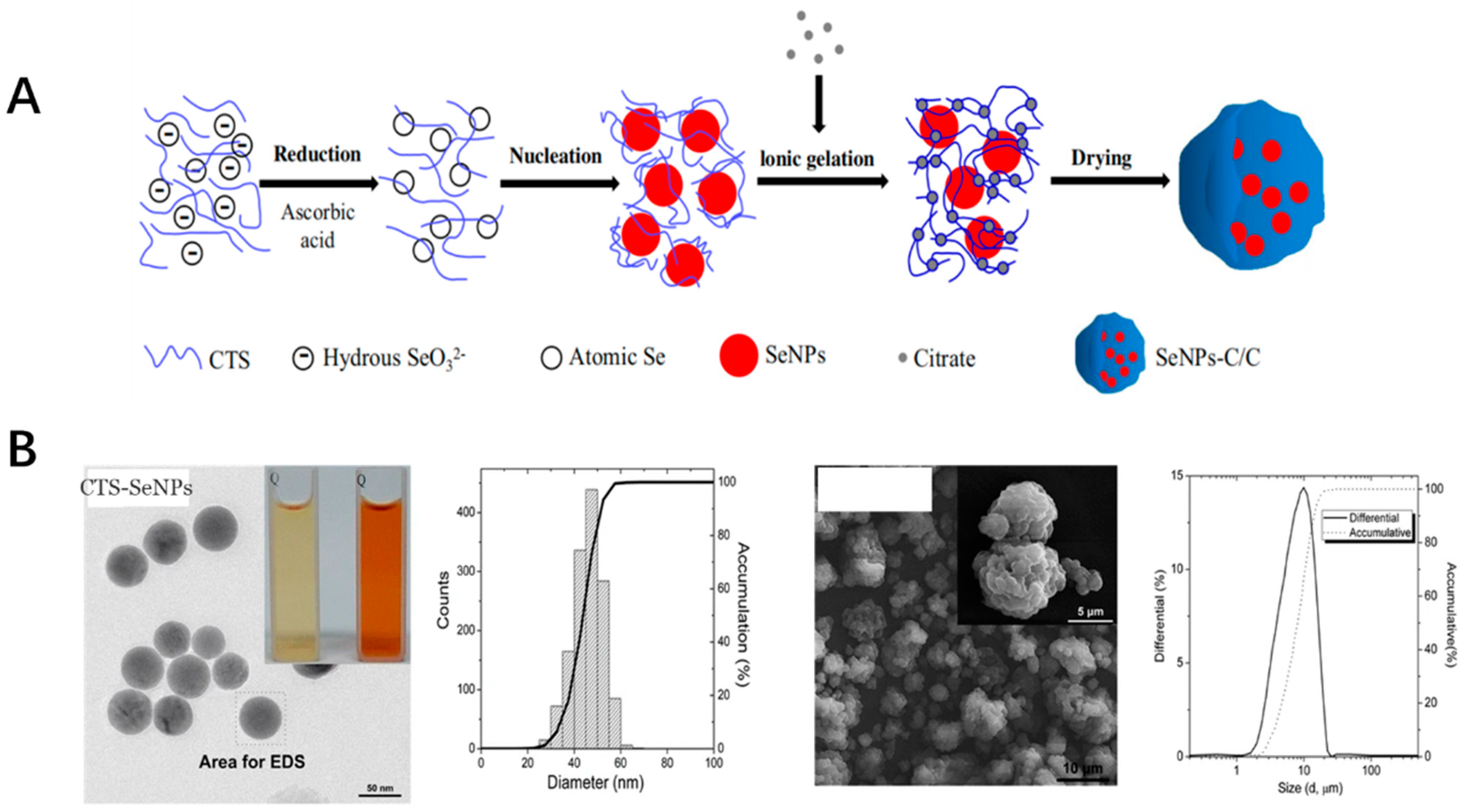 Antioxidants 11 00791 g004