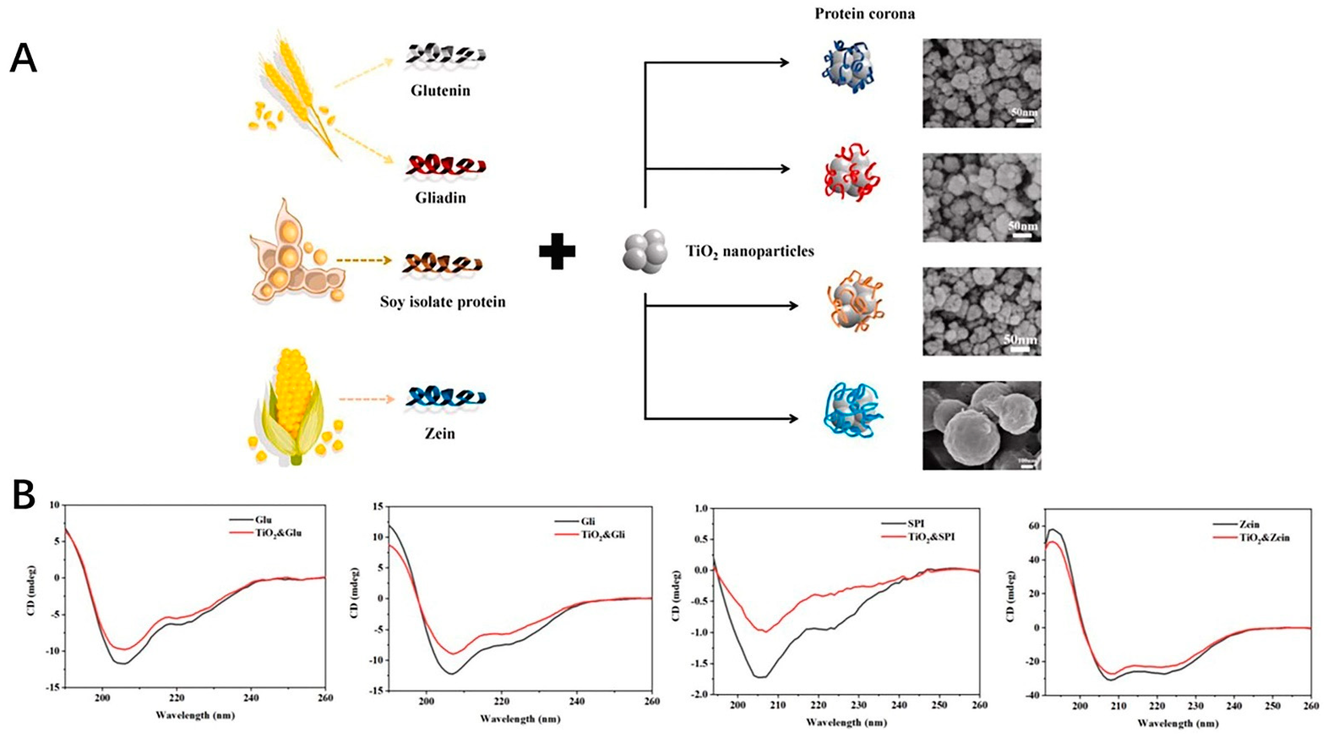 Antioxidants 11 00791 g005