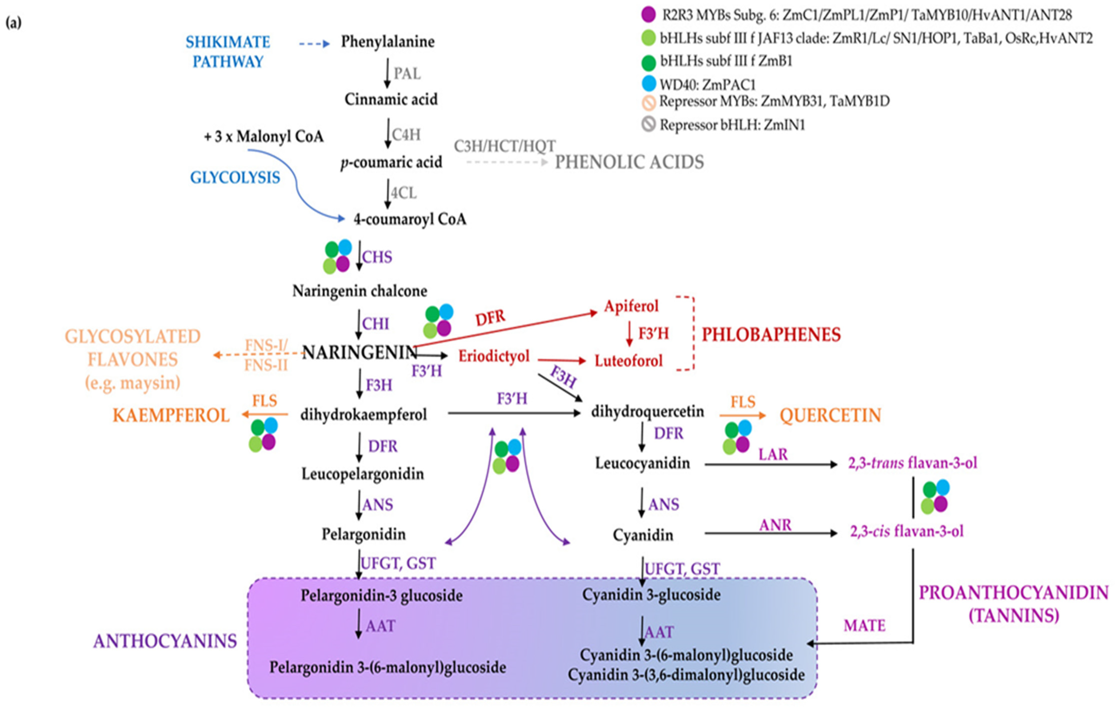 Antioxidants 11 00794 g001a Antioxidants 11 00794 g001a