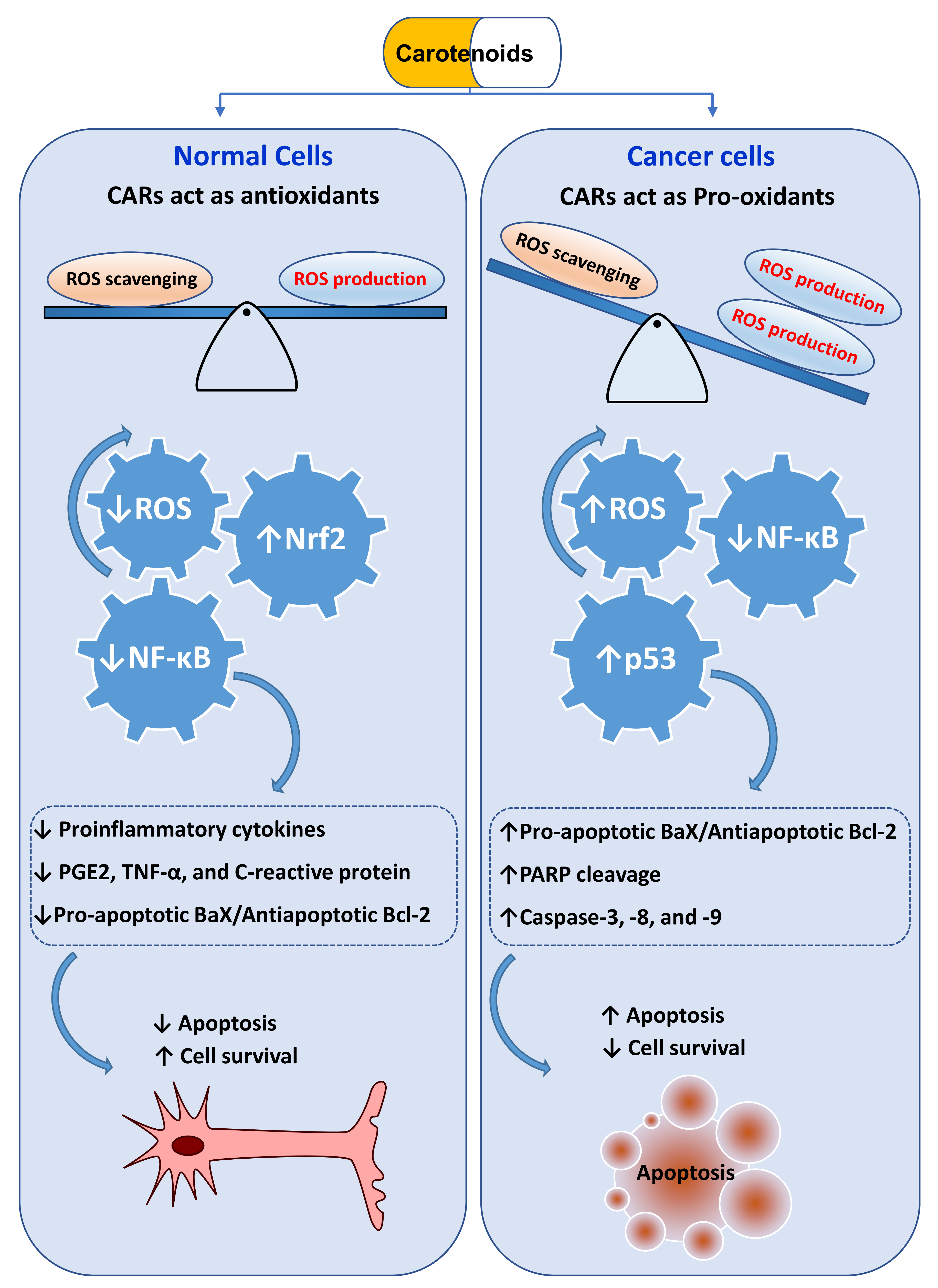 Antioxidants 11 00795 g006