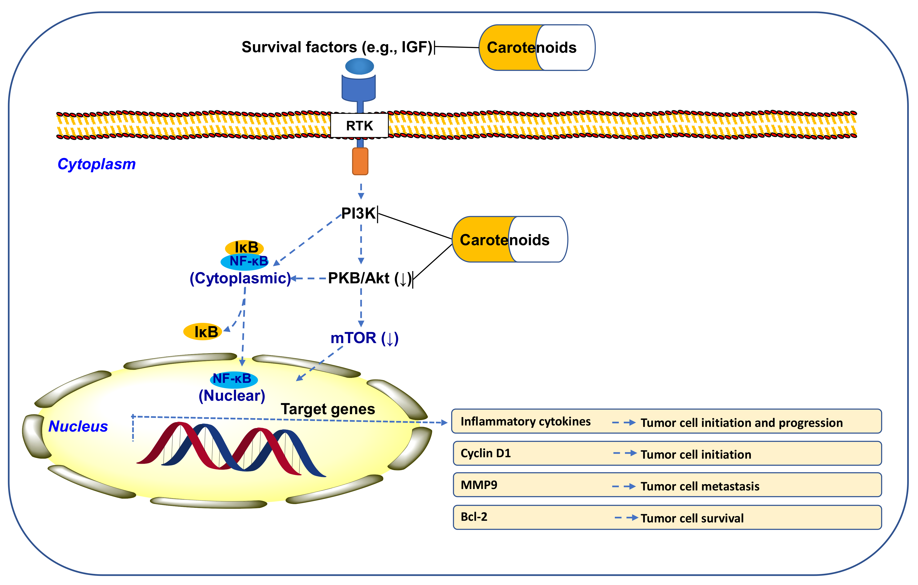 Antioxidants 11 00795 g007