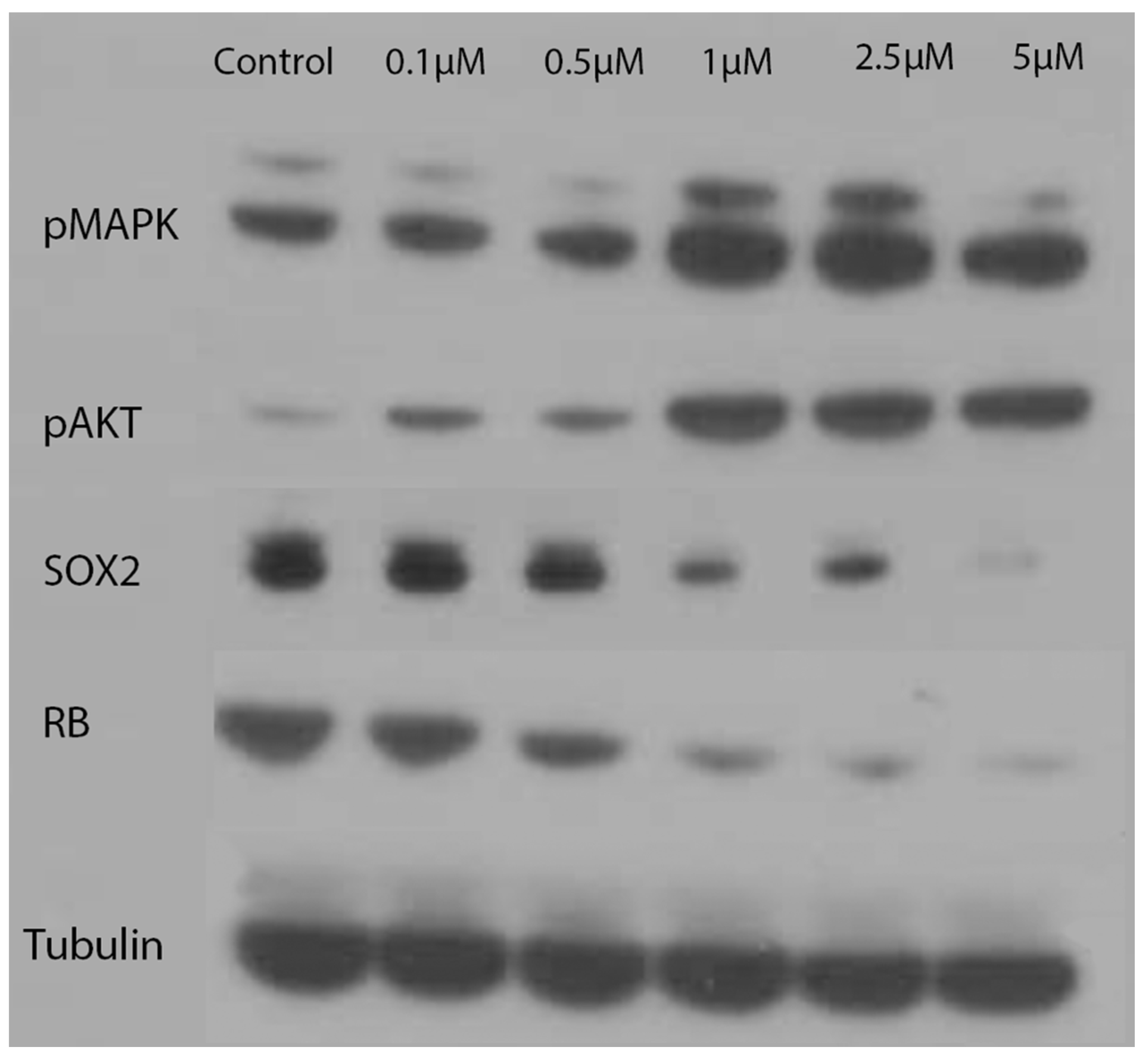 Antioxidants 11 00798 g006