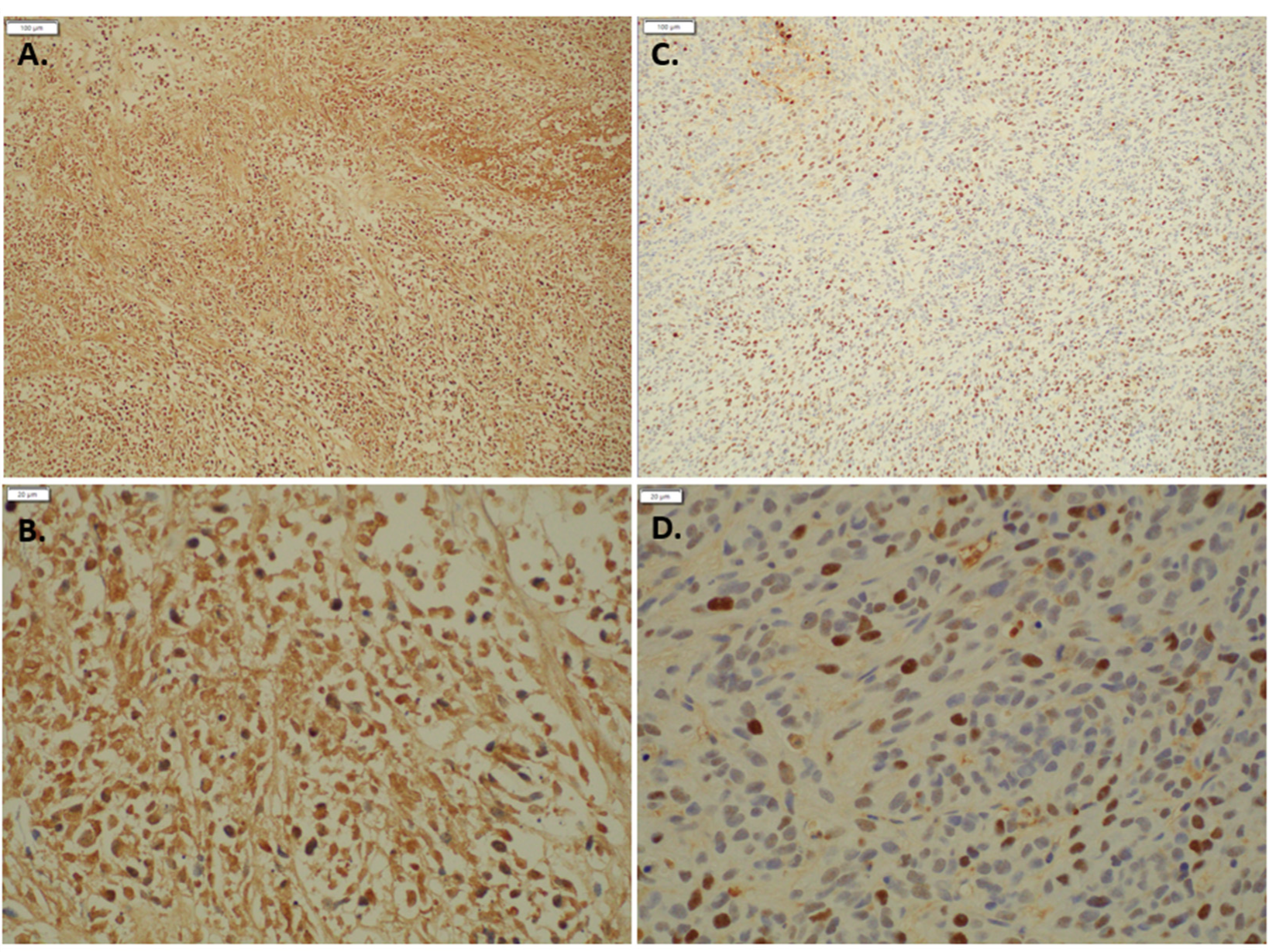 Antioxidants 11 00798 g007