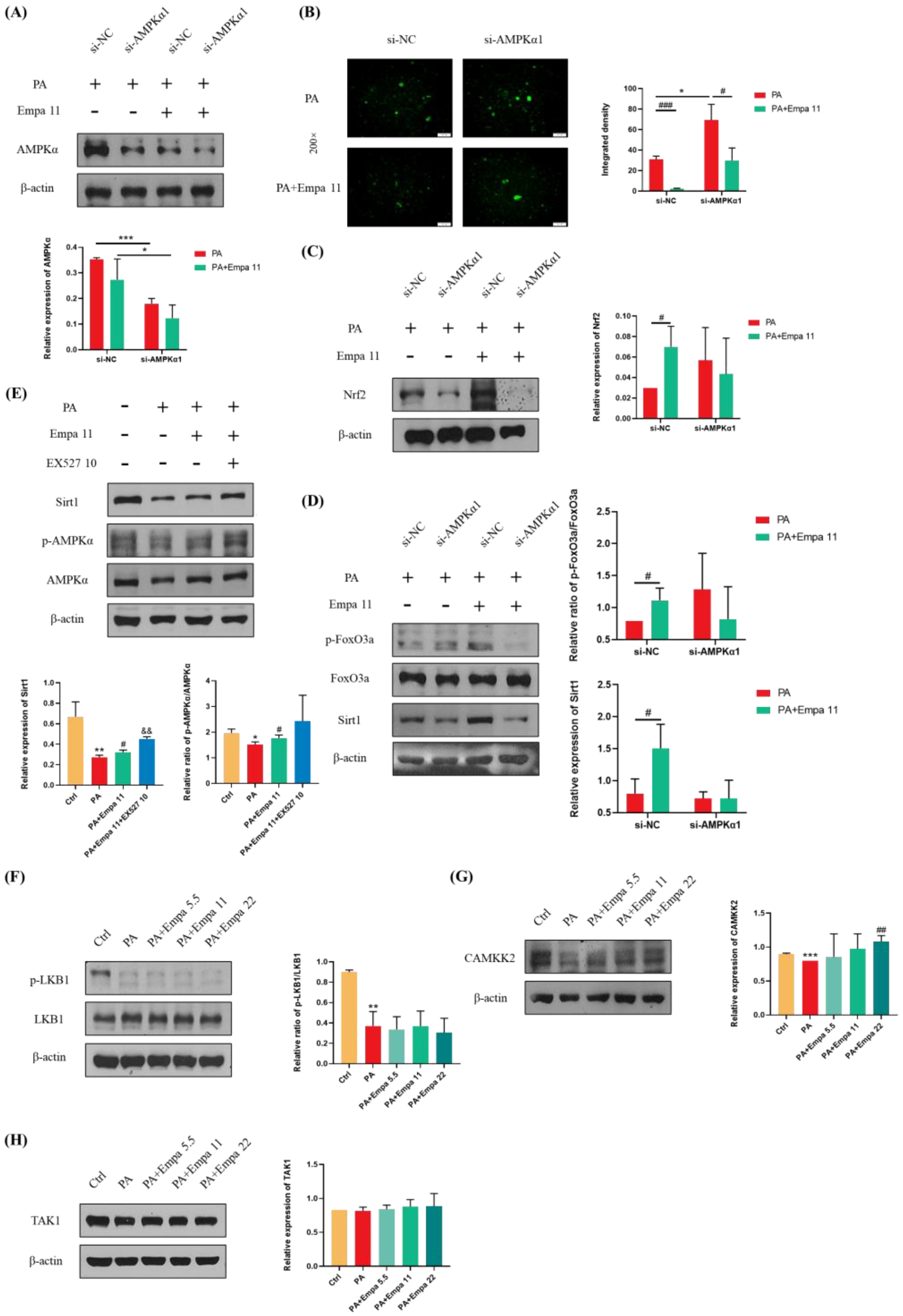 Antioxidants 11 00799 g006
