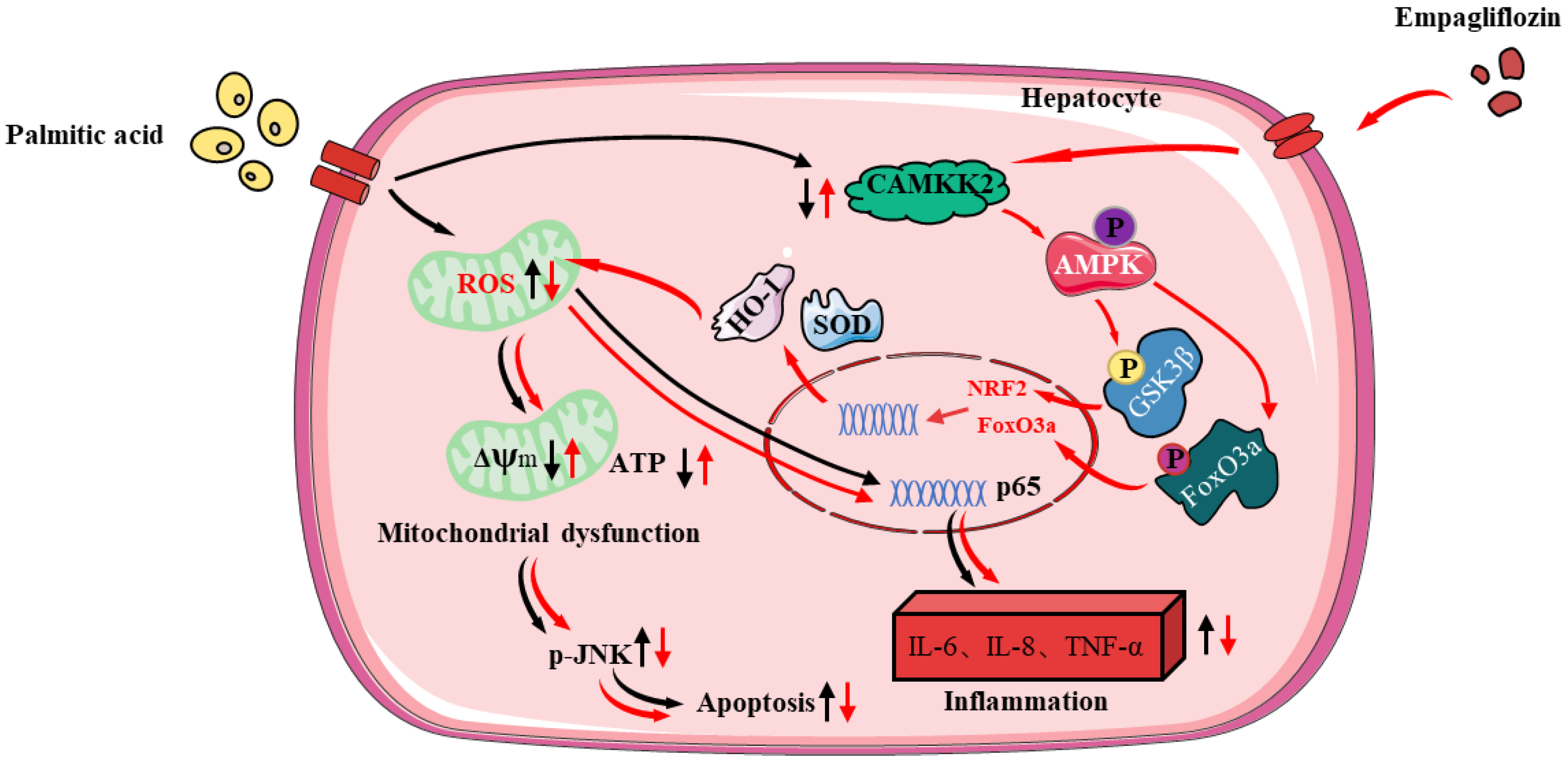 Antioxidants 11 00799 g008