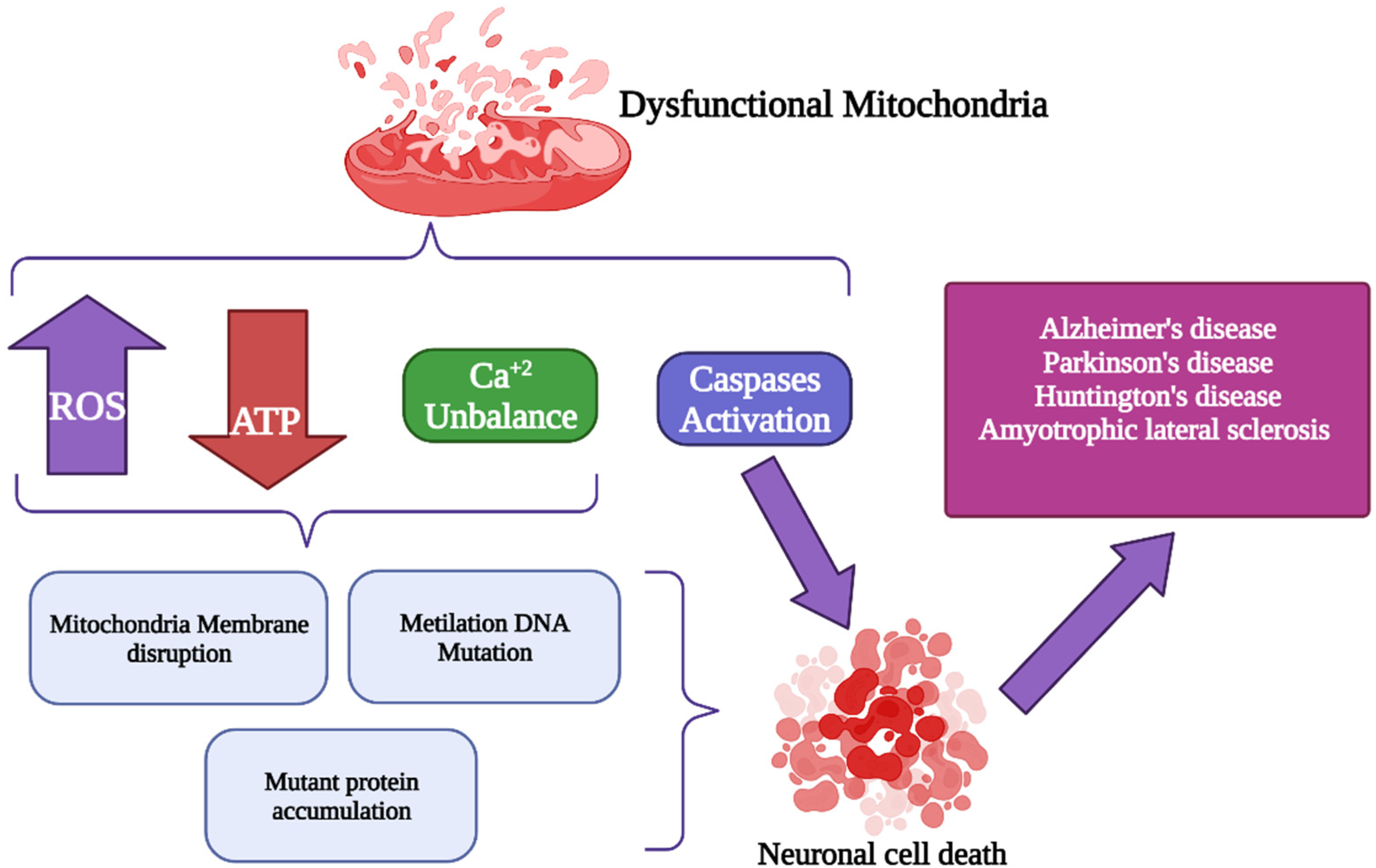 Antioxidants 11 00801 g003