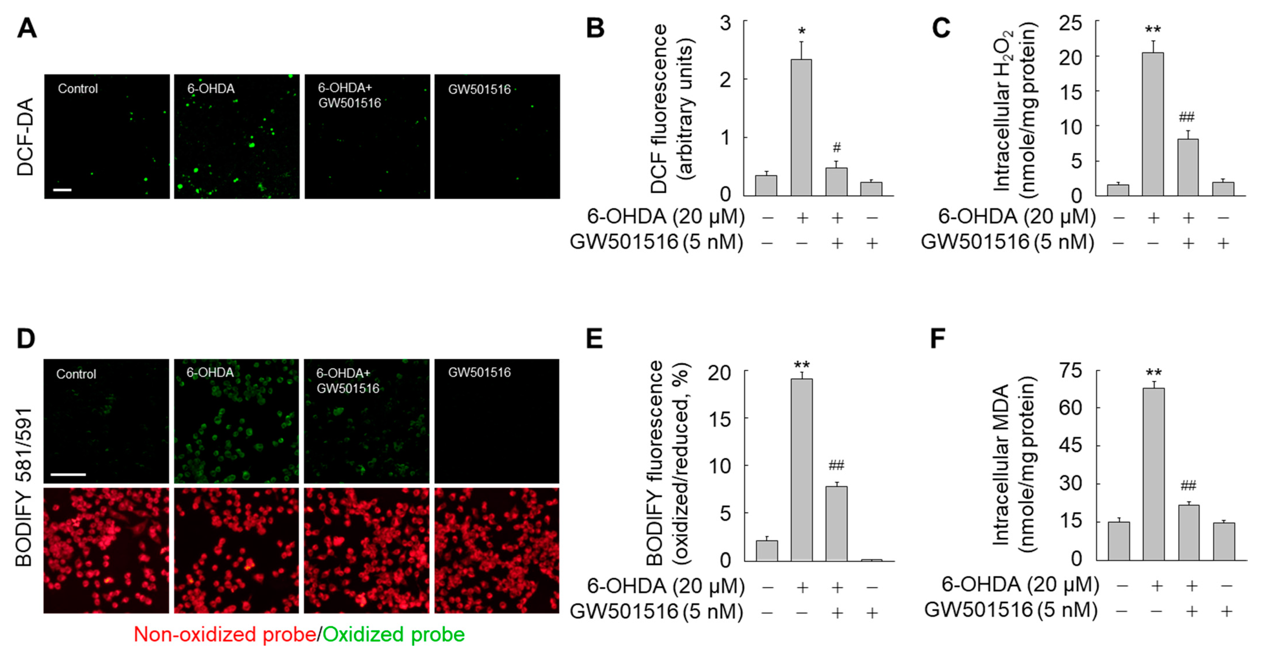Antioxidants 11 00810 g007