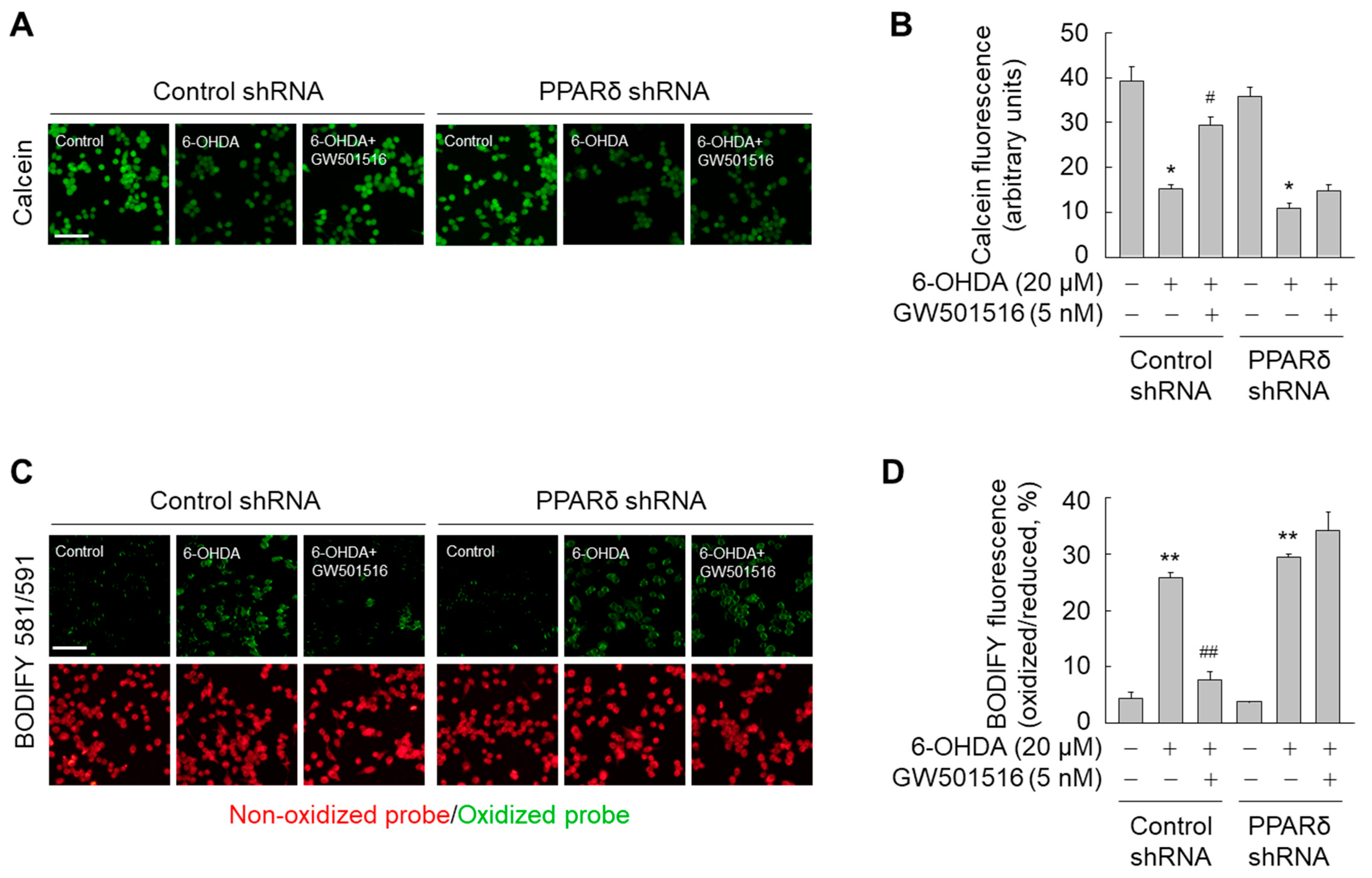 Antioxidants 11 00810 g008