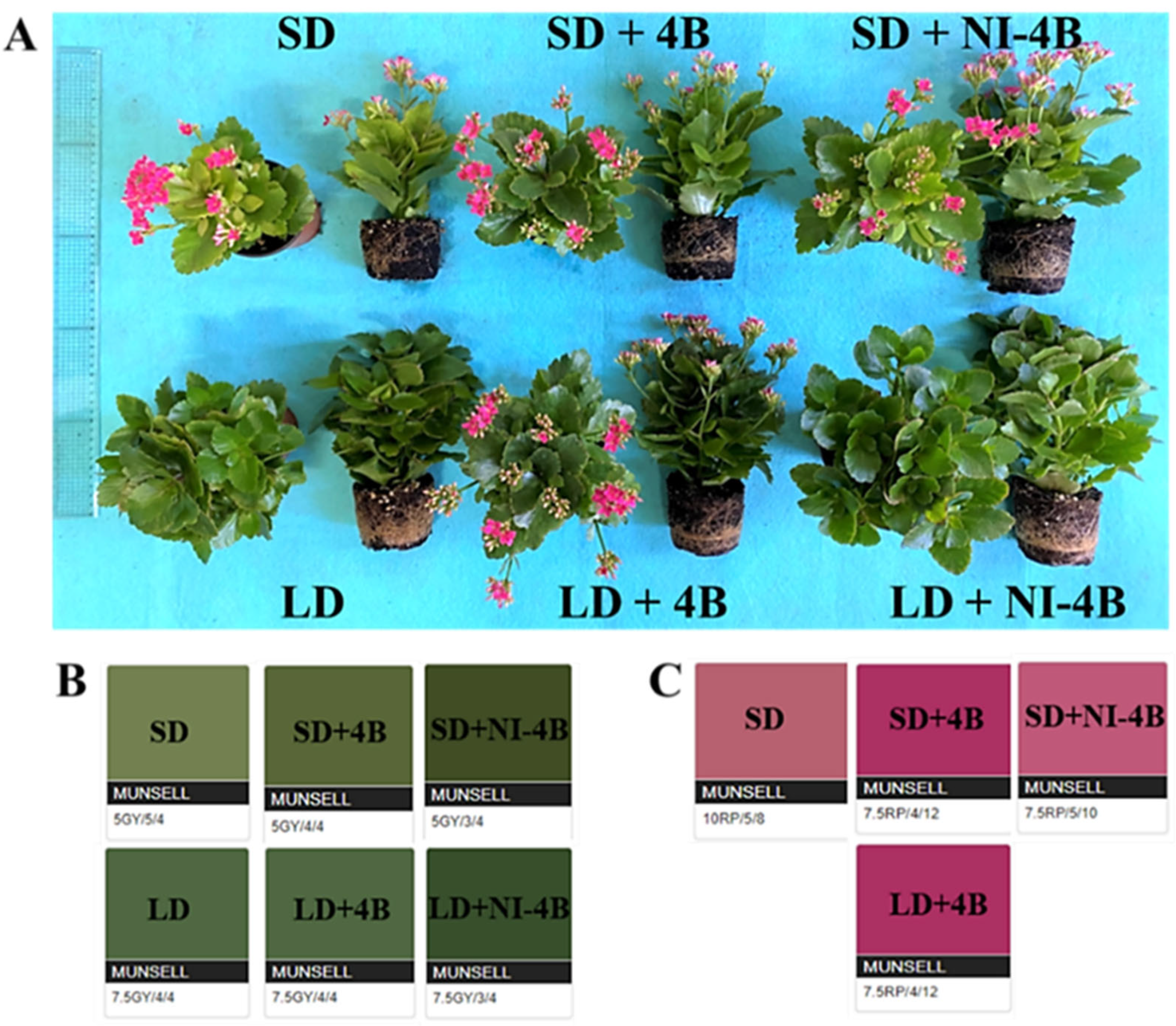 Antioxidants 11 00811 g003