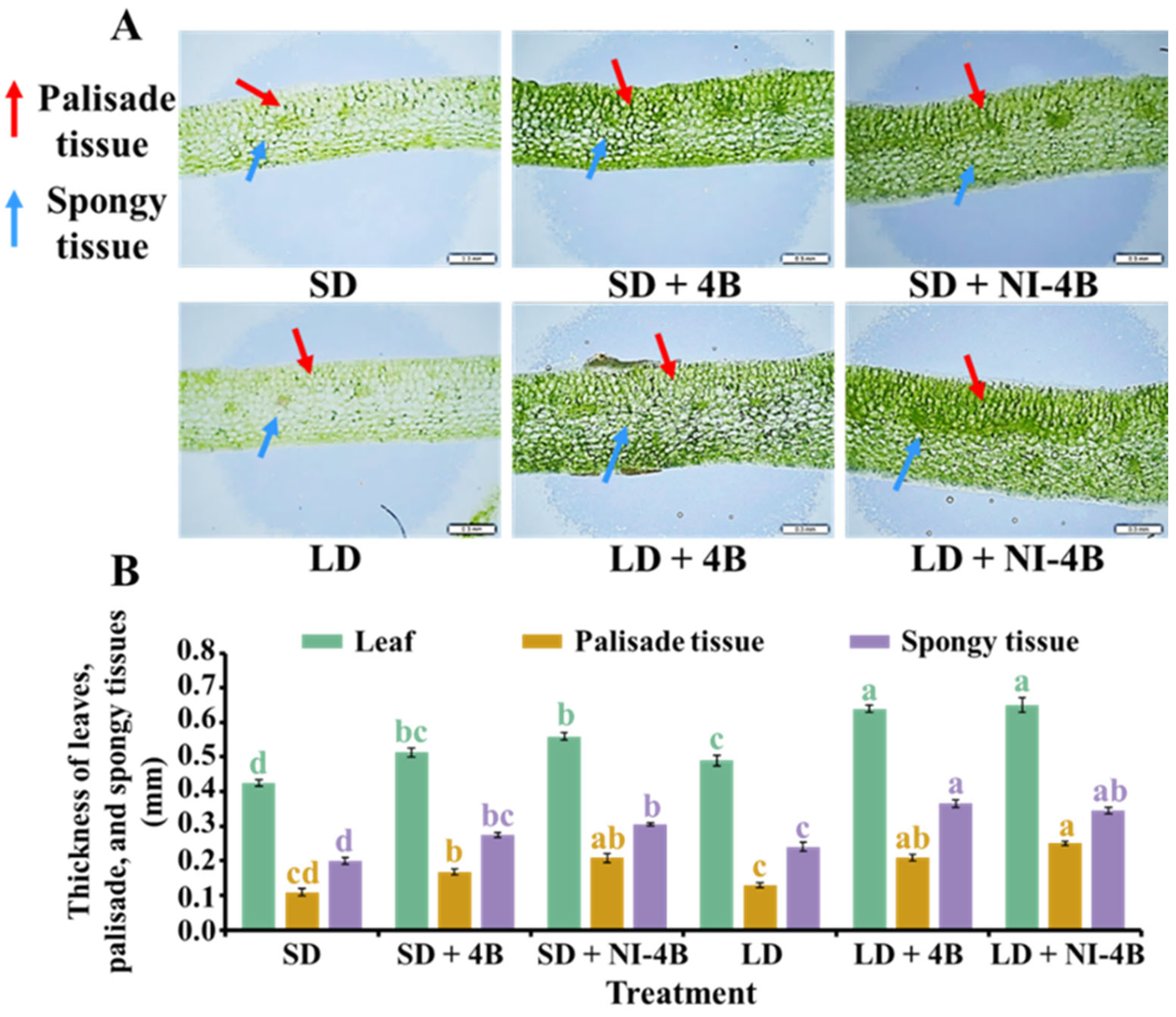 Antioxidants 11 00811 g004
