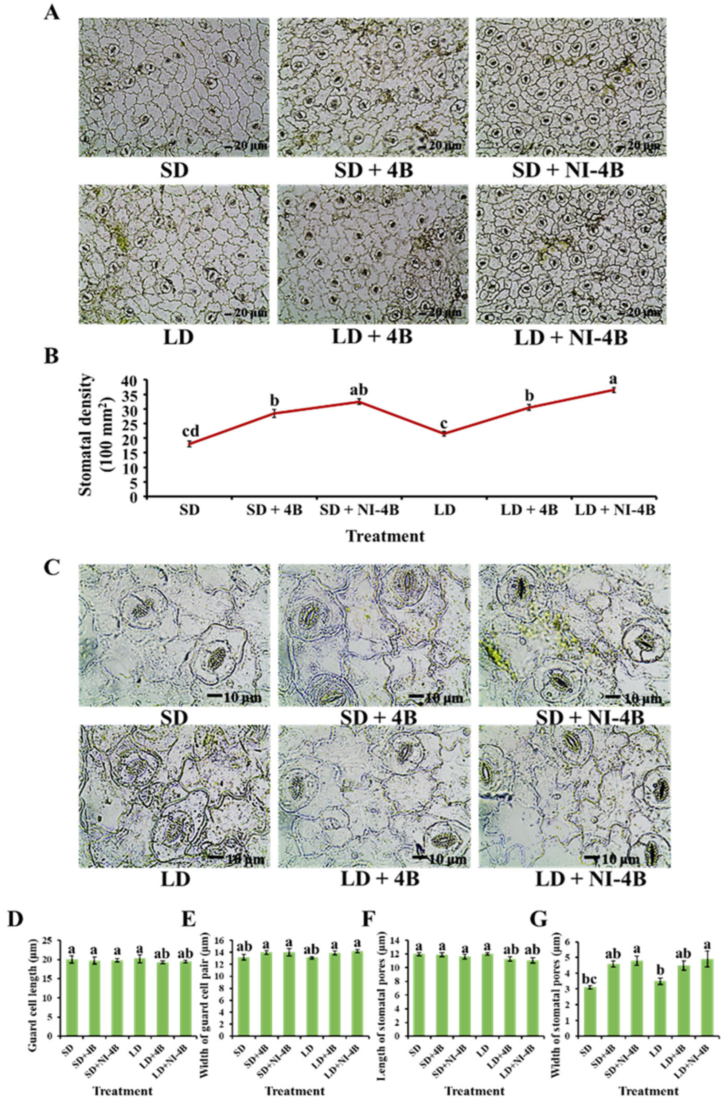 Antioxidants 11 00811 g005