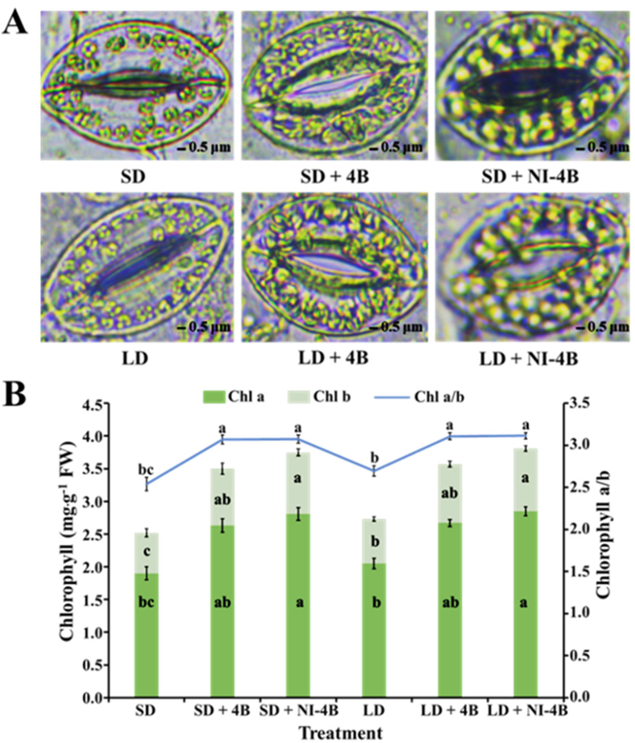 Antioxidants 11 00811 g006