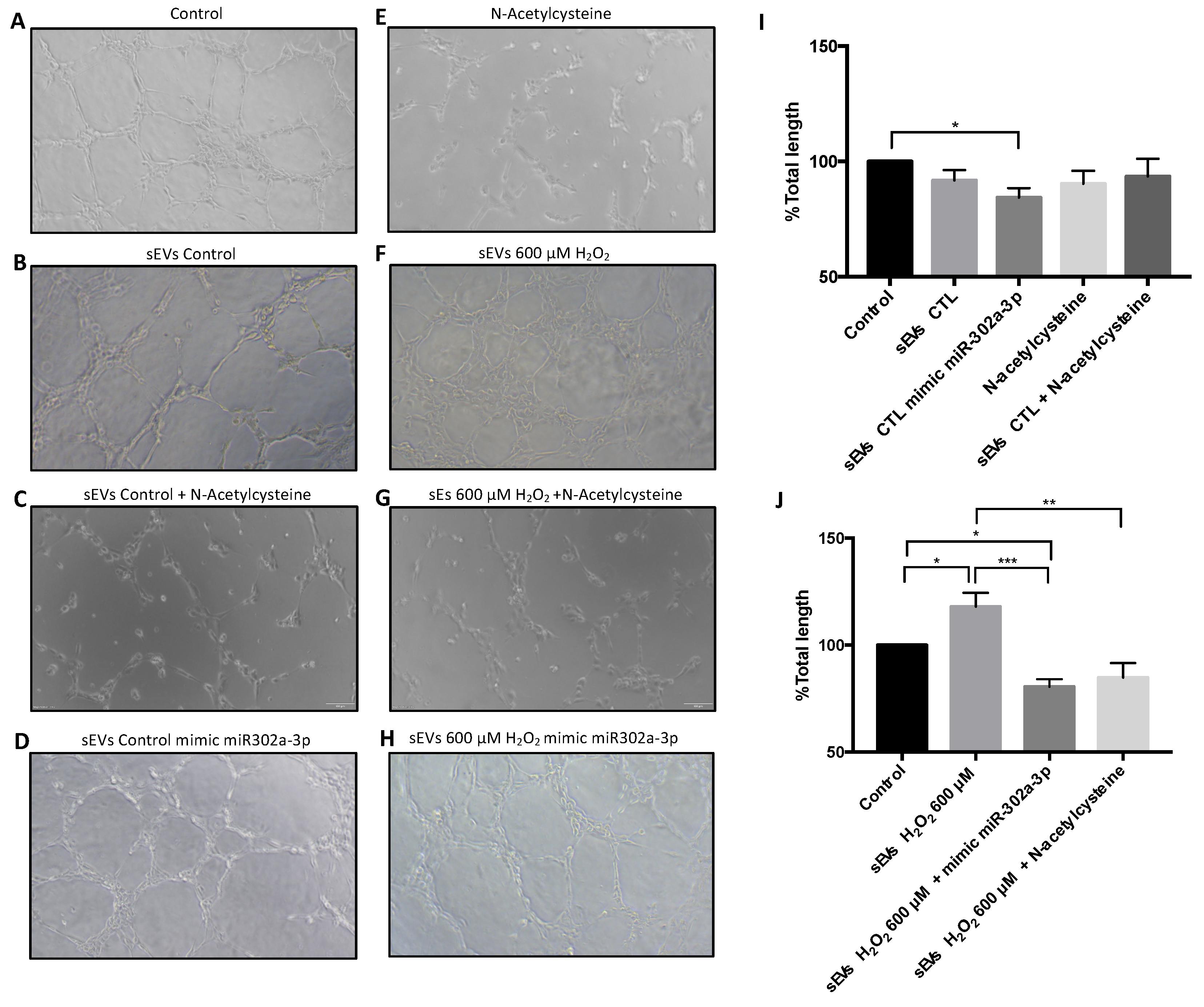 Antioxidants 11 00818 g006