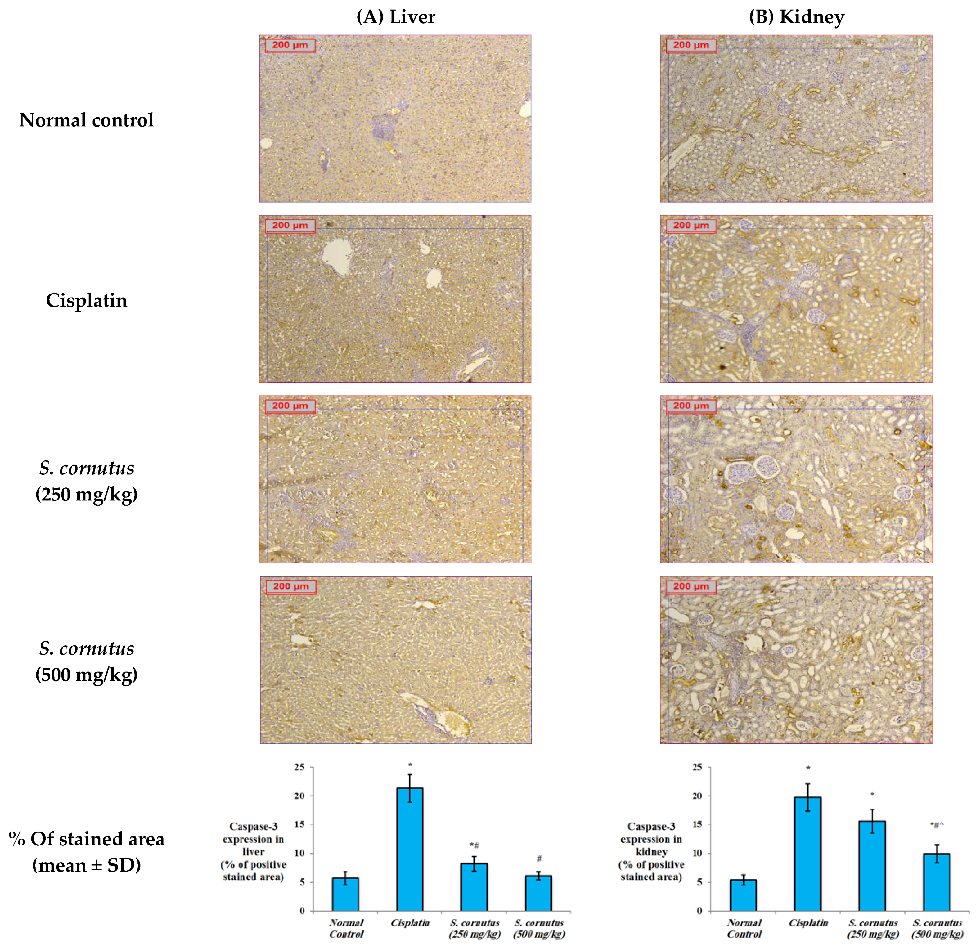 Antioxidants 11 00819 g004