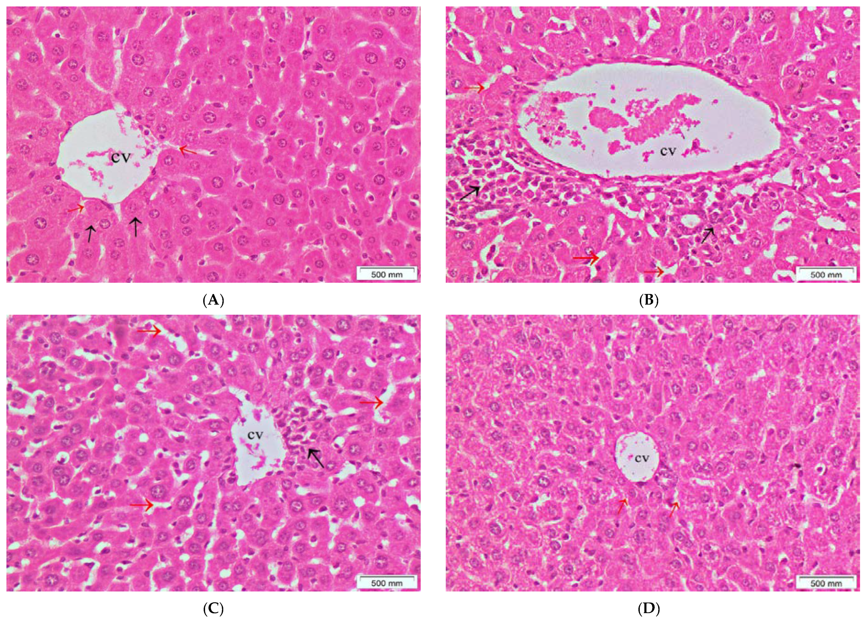 Antioxidants 11 00819 g007