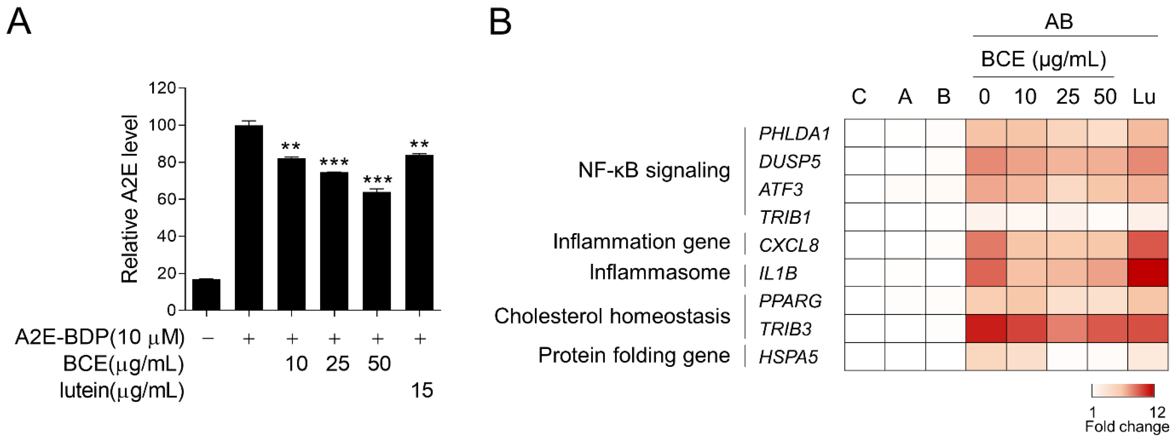 Antioxidants 11 00832 g003