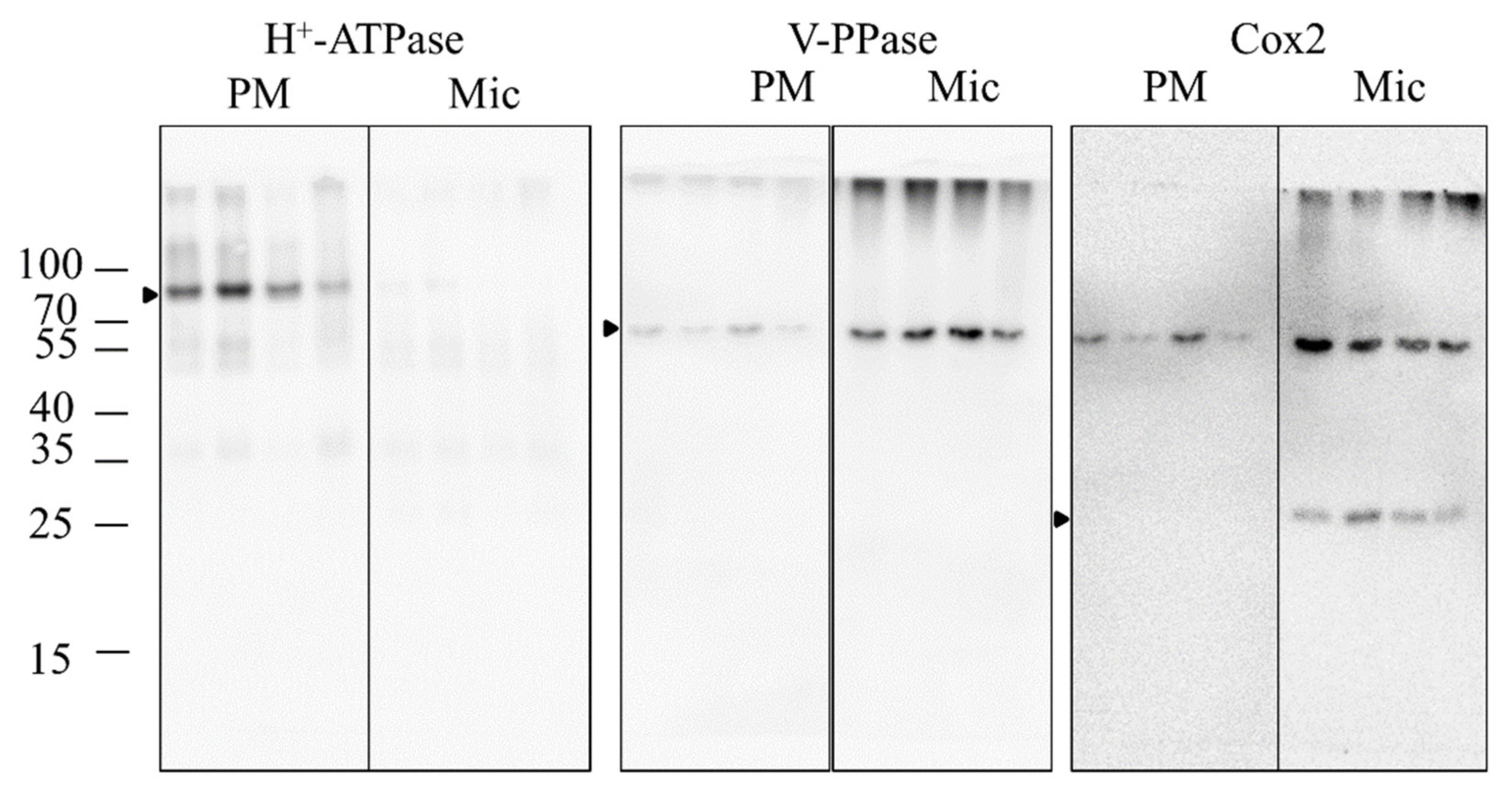 Antioxidants 11 00836 g007