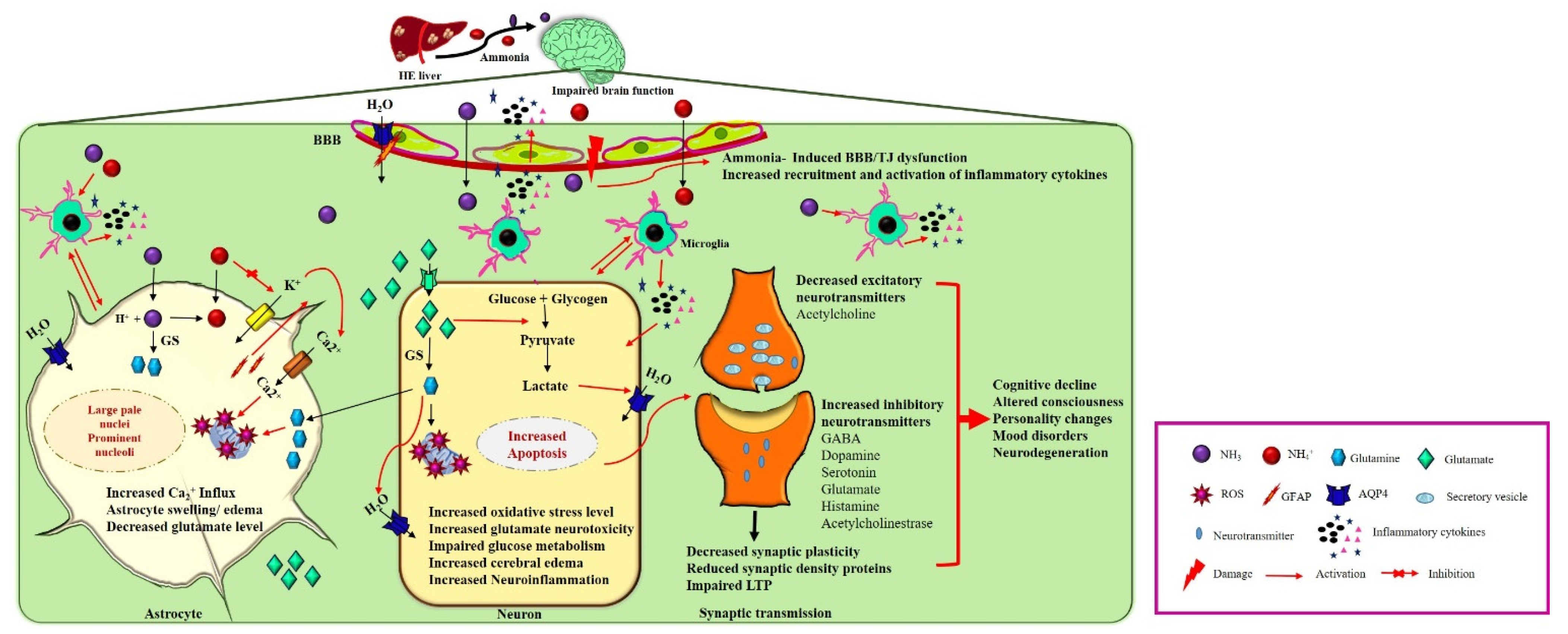 Antioxidants 11 00837 g001 Antioxidants 11 00837 g001