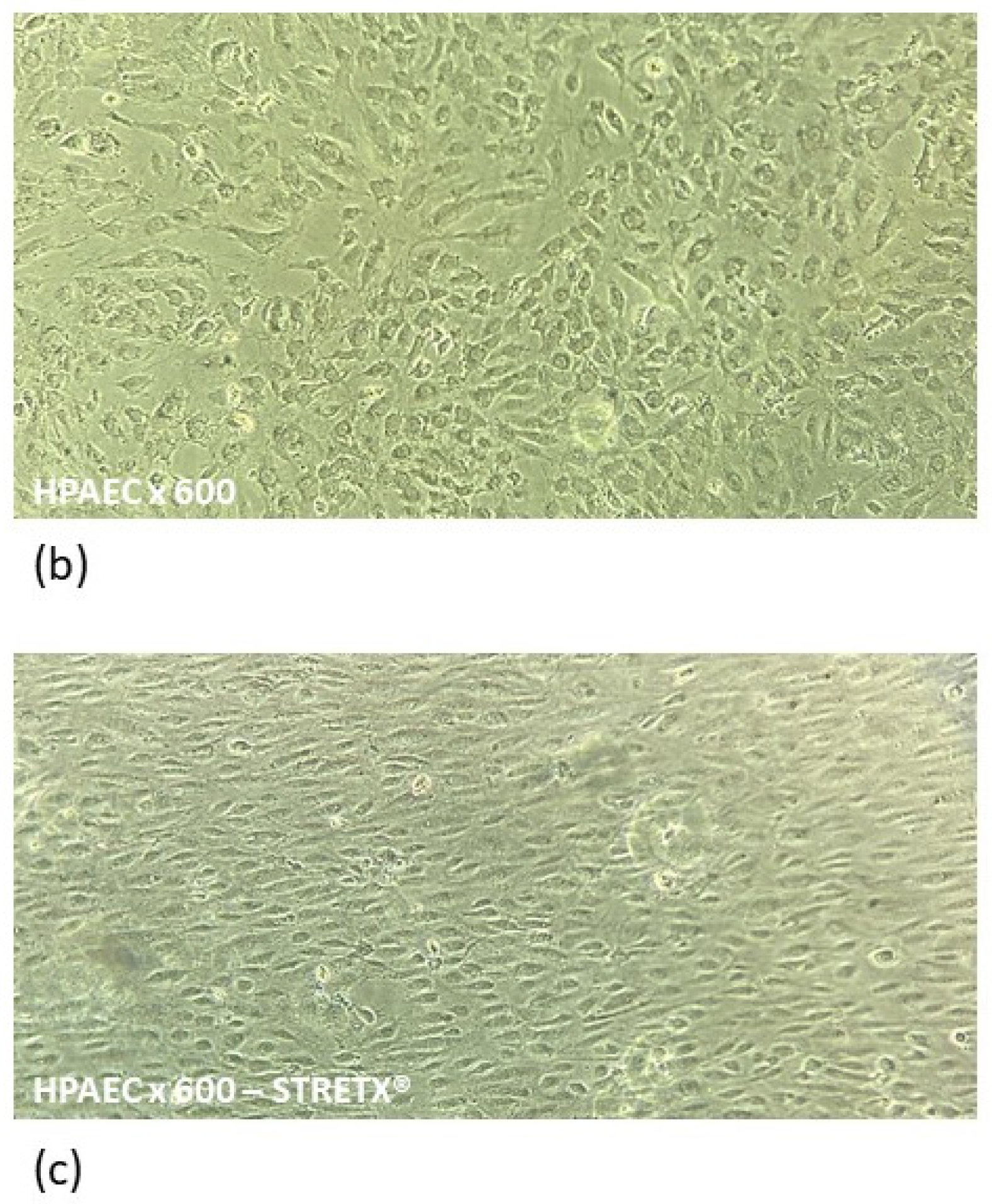 Antioxidants 11 00847 g001b