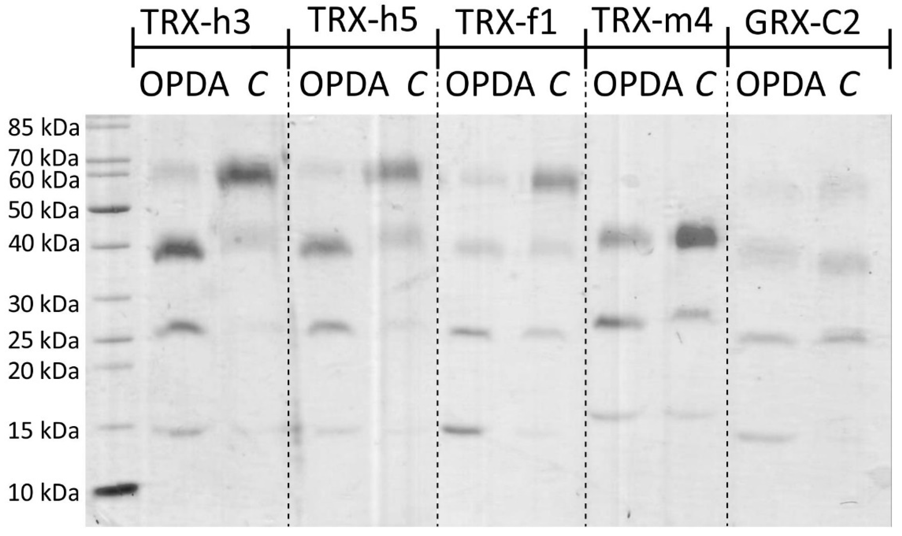 Antioxidants 11 00855 g001