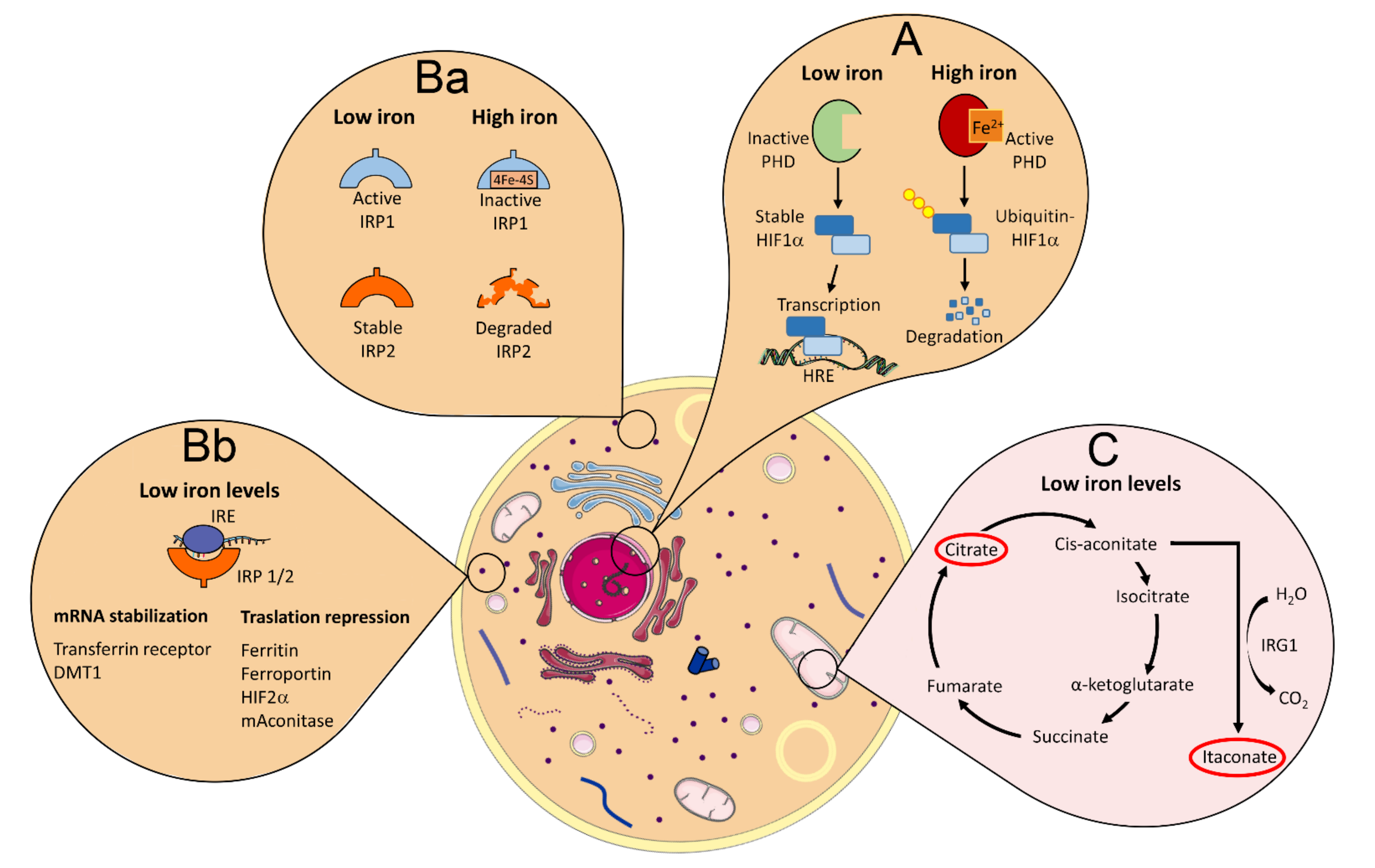 Antioxidants 11 00861 g002