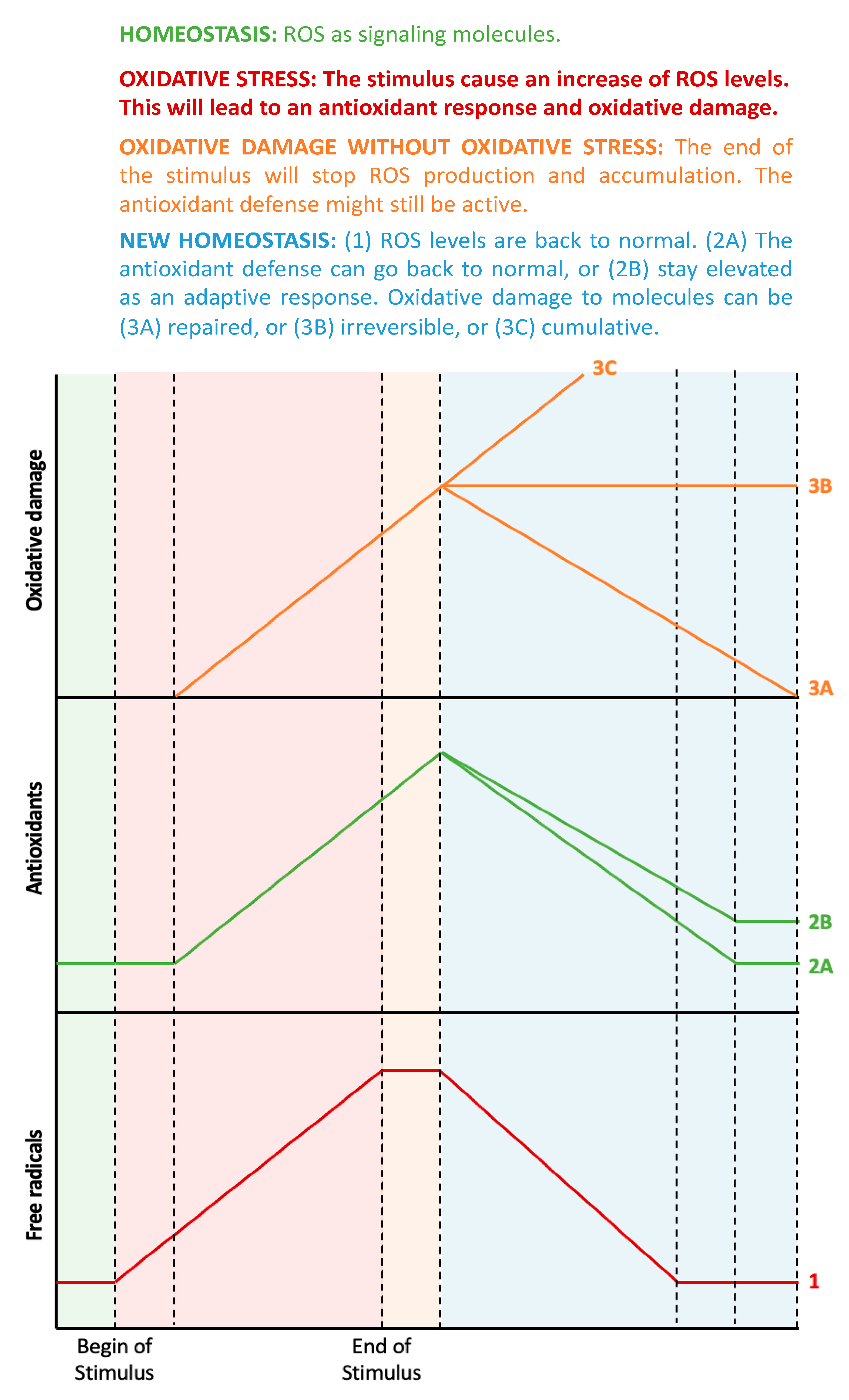 Antioxidants 11 00864 g001