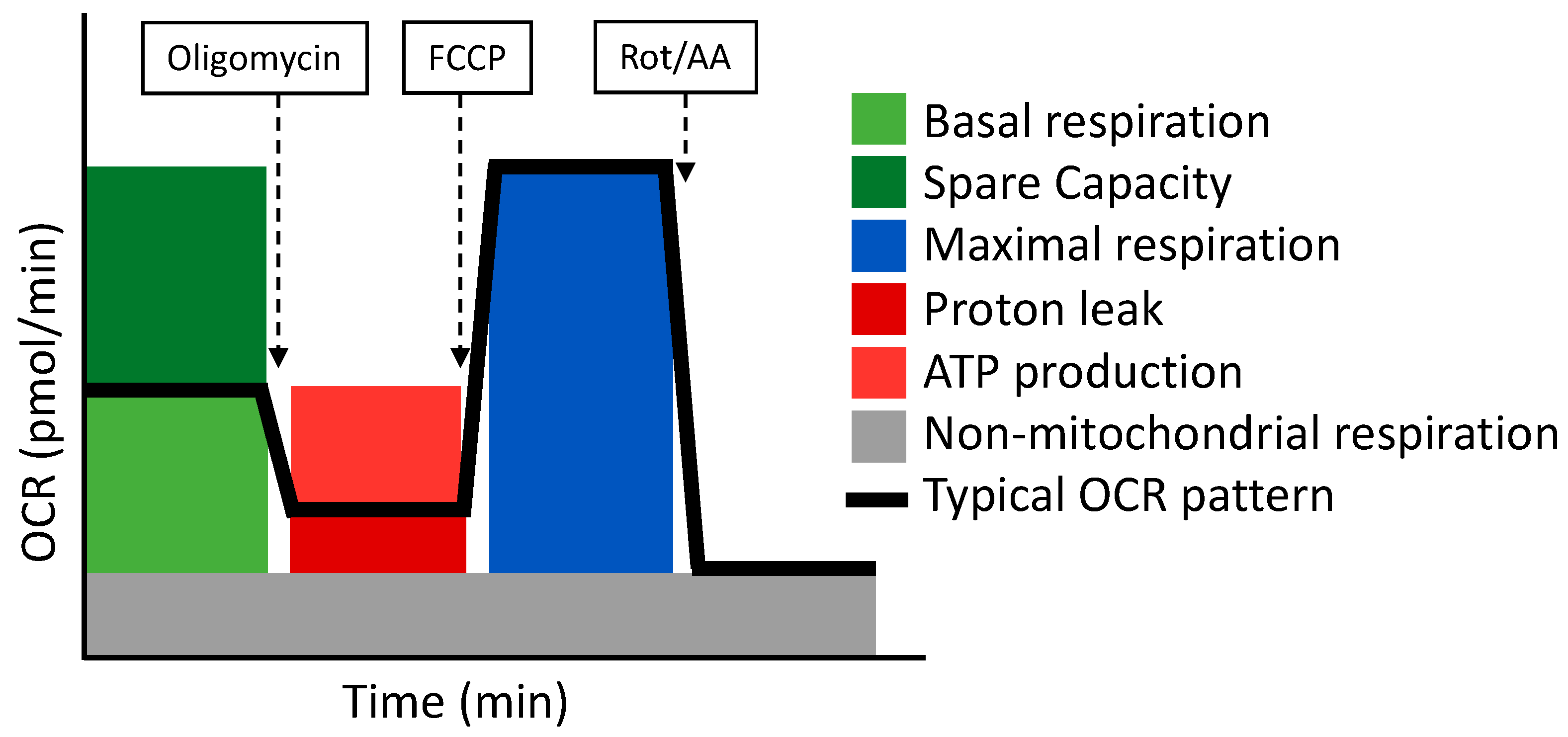 Antioxidants 11 00864 g003