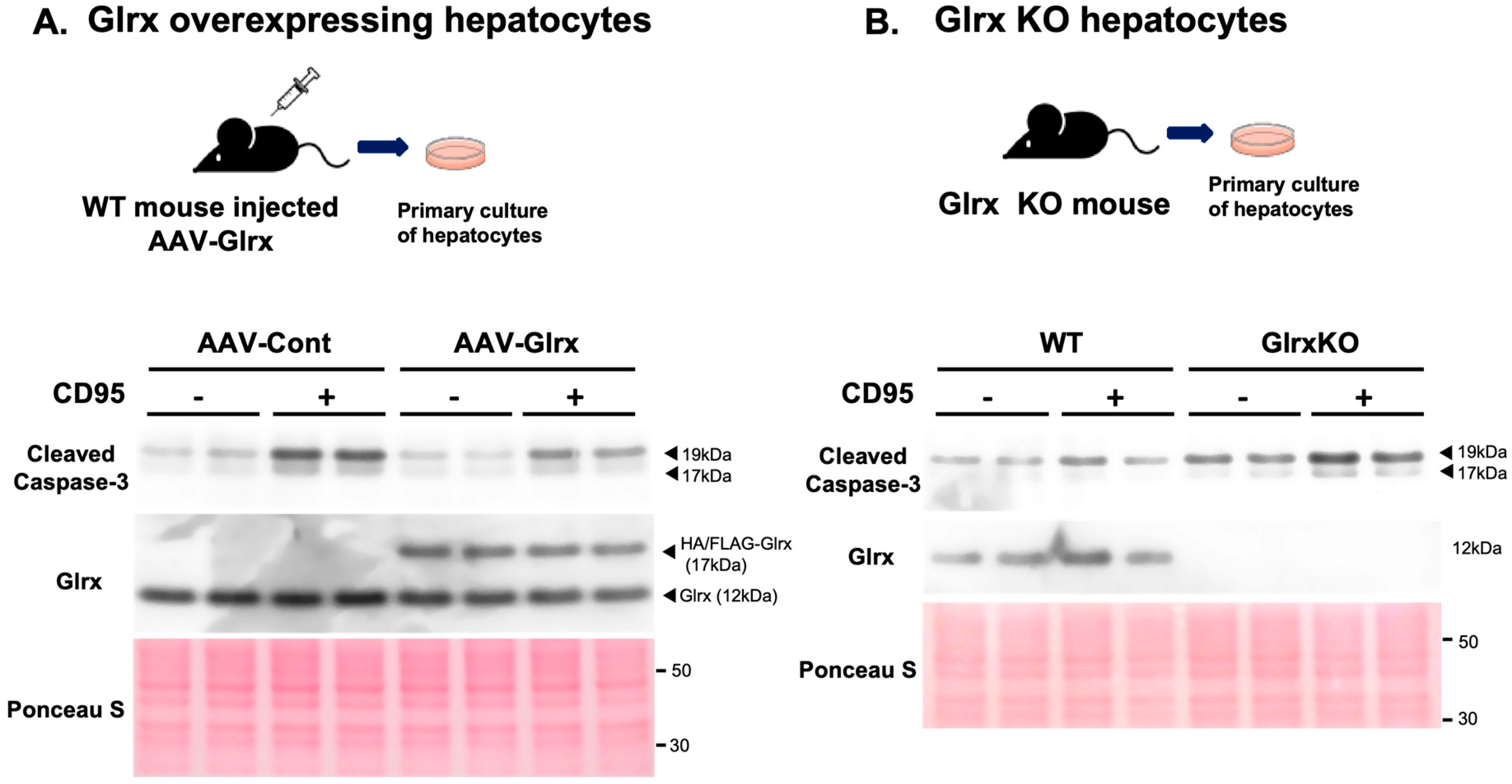 Antioxidants 11 00867 g003