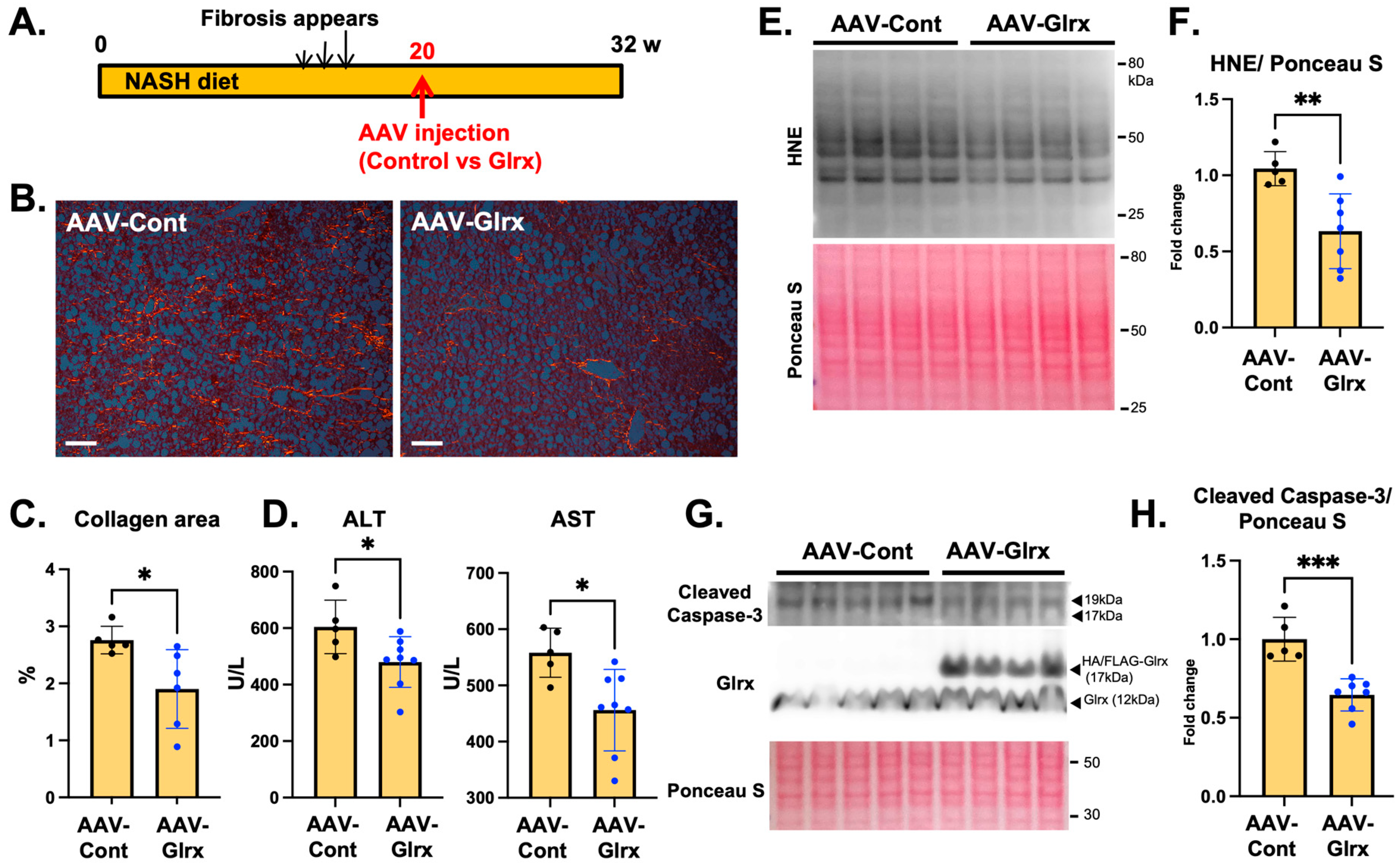 Antioxidants 11 00867 g005