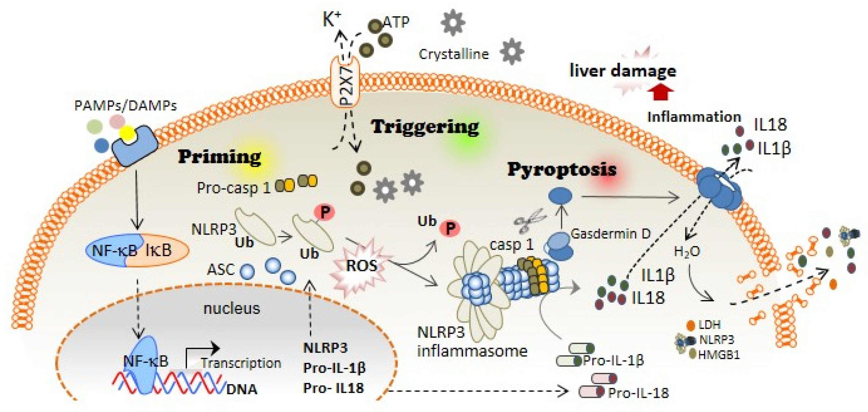 Antioxidants 11 00870 g001