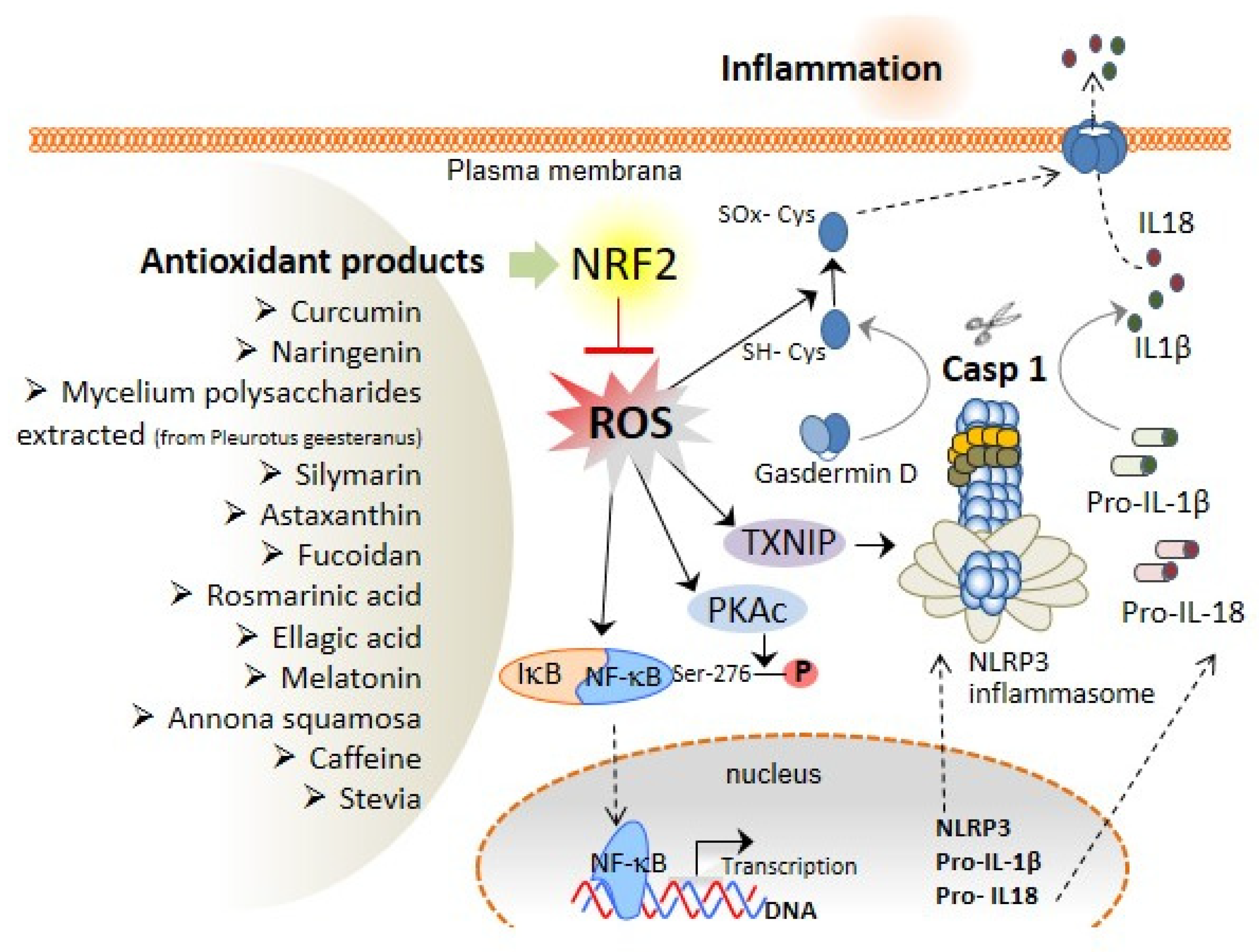 Antioxidants 11 00870 g002