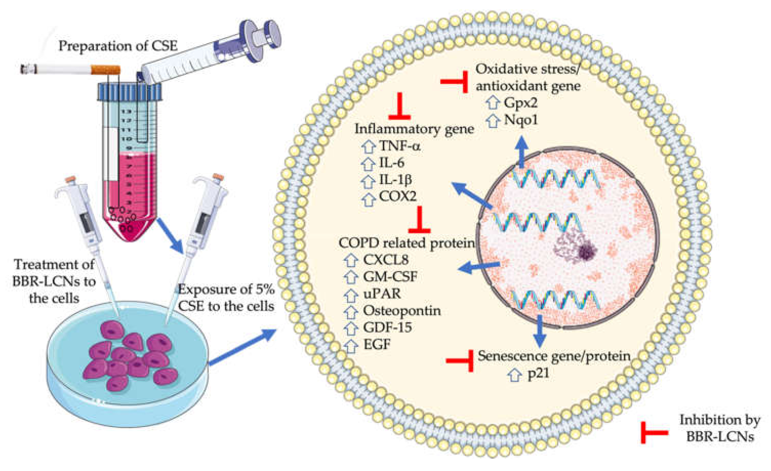 Antioxidants 11 00873 g009